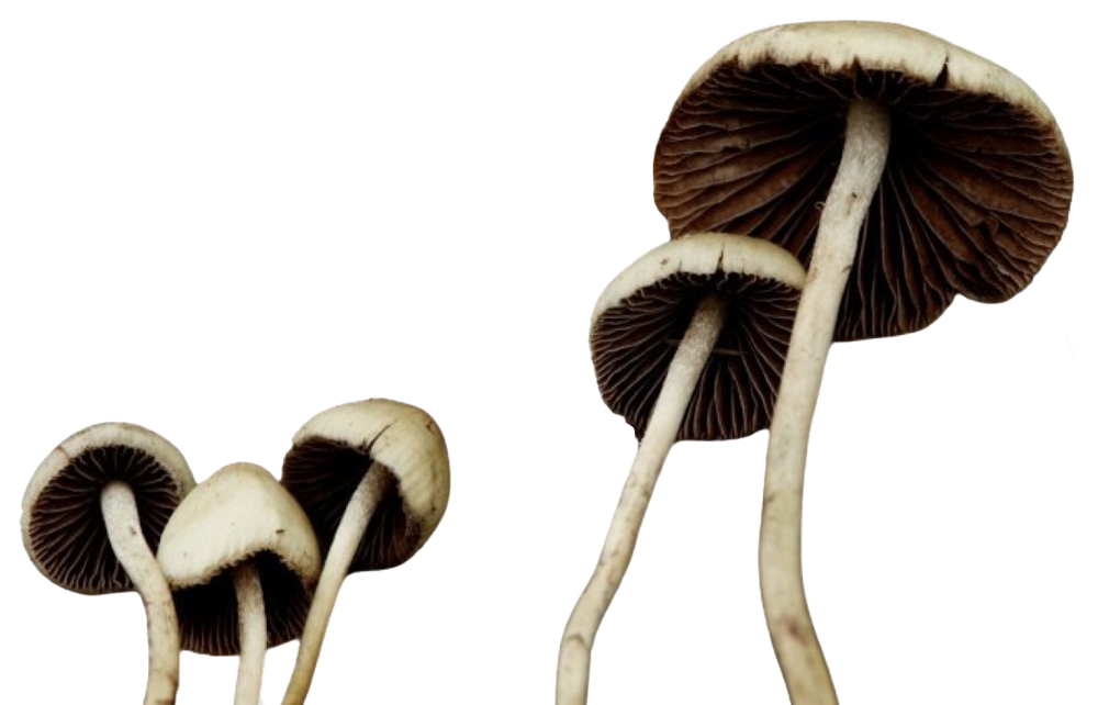Group of four mushrooms with dark brown gills and light-colored stems, varying in size, against a black background.