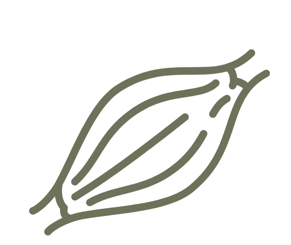 Line drawing of a closed cacao pod.