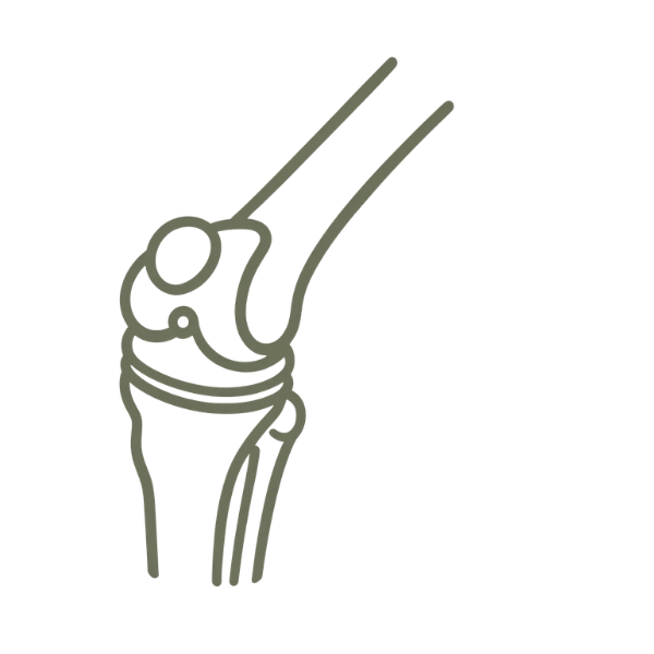 Line drawing of a human knee joint with bones, cartilage, and ligaments visible.
