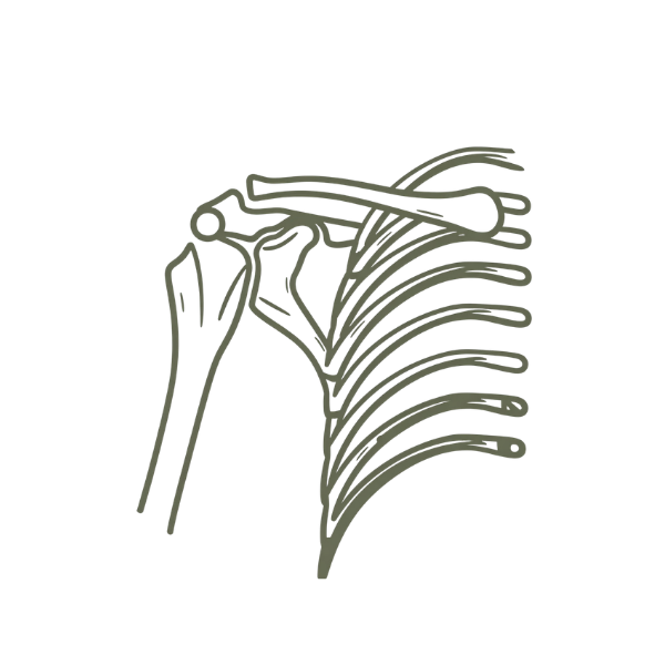 Illustration of the human shoulder anatomy showing bones, muscles, and tendons.