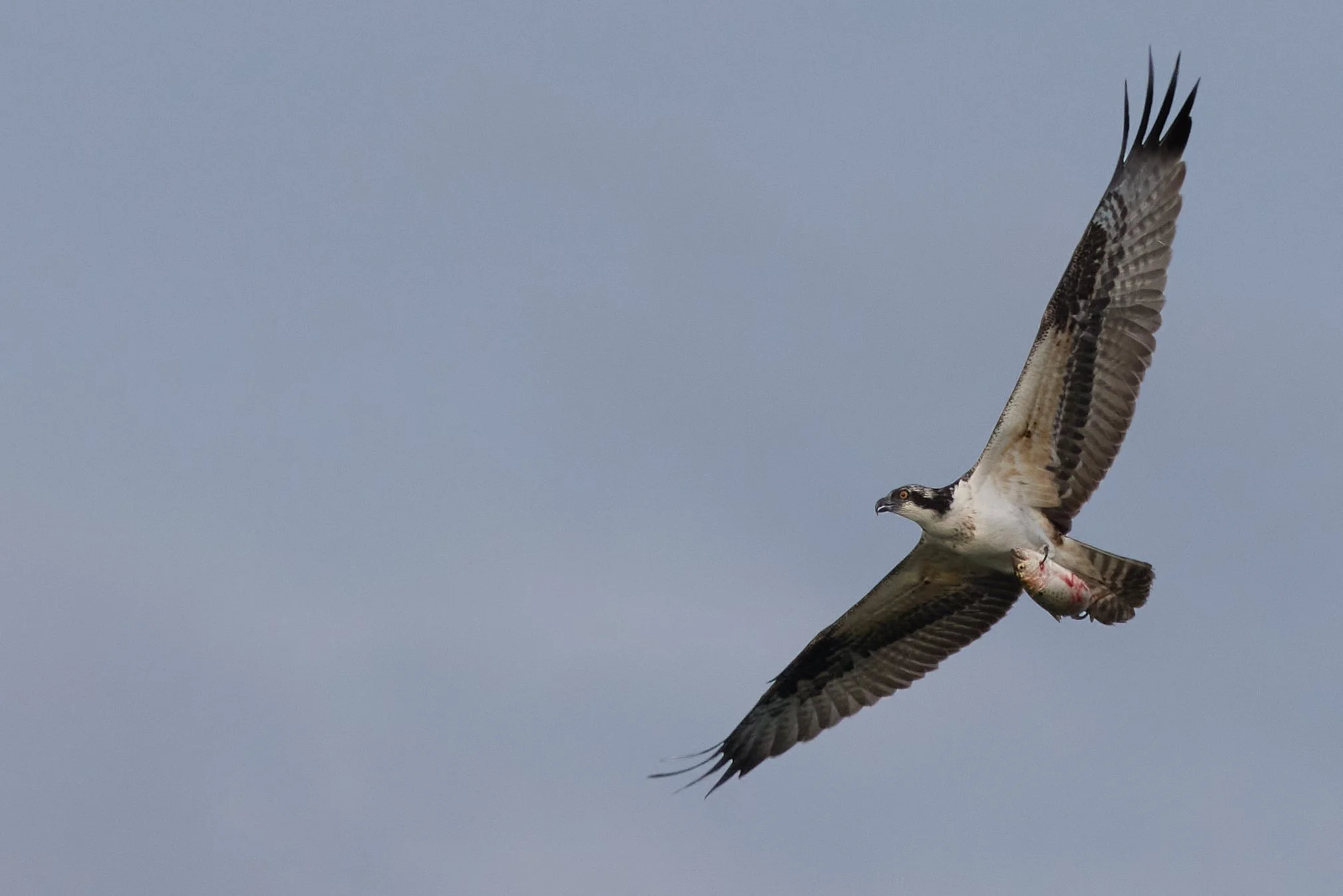osprey carrying fish Edith read rye New York