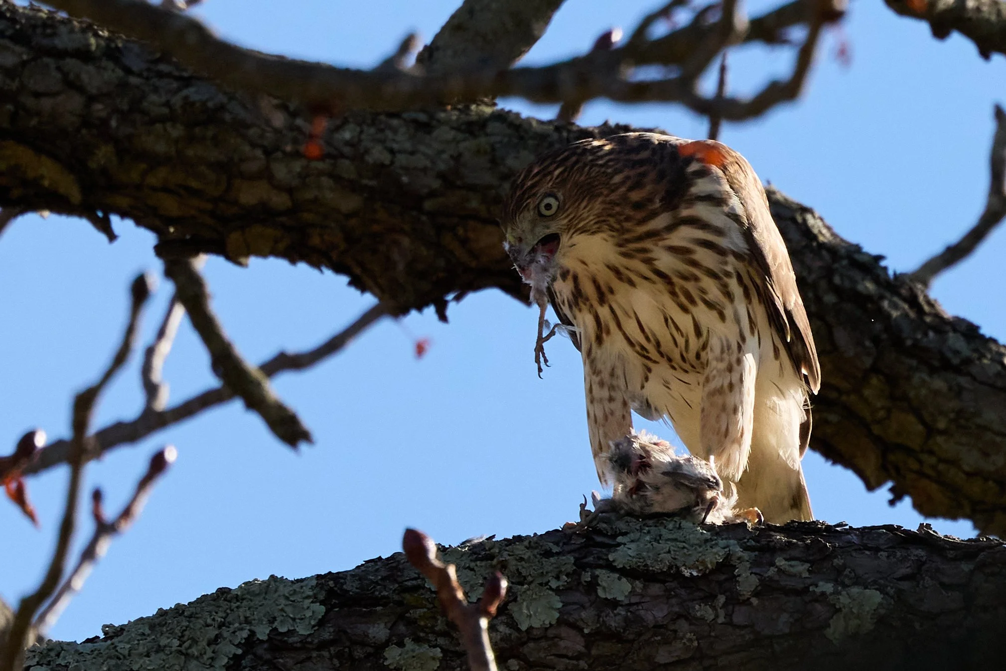 juvenile coopers hawk eating songbird yonkers new york