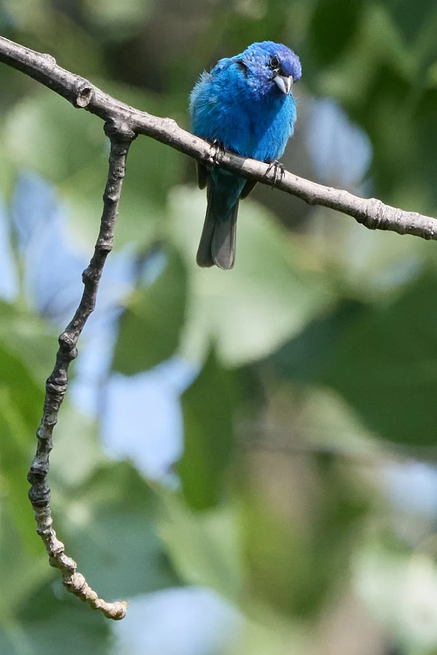indigo bunting Lenoir nature preserve yonkers New York westchester