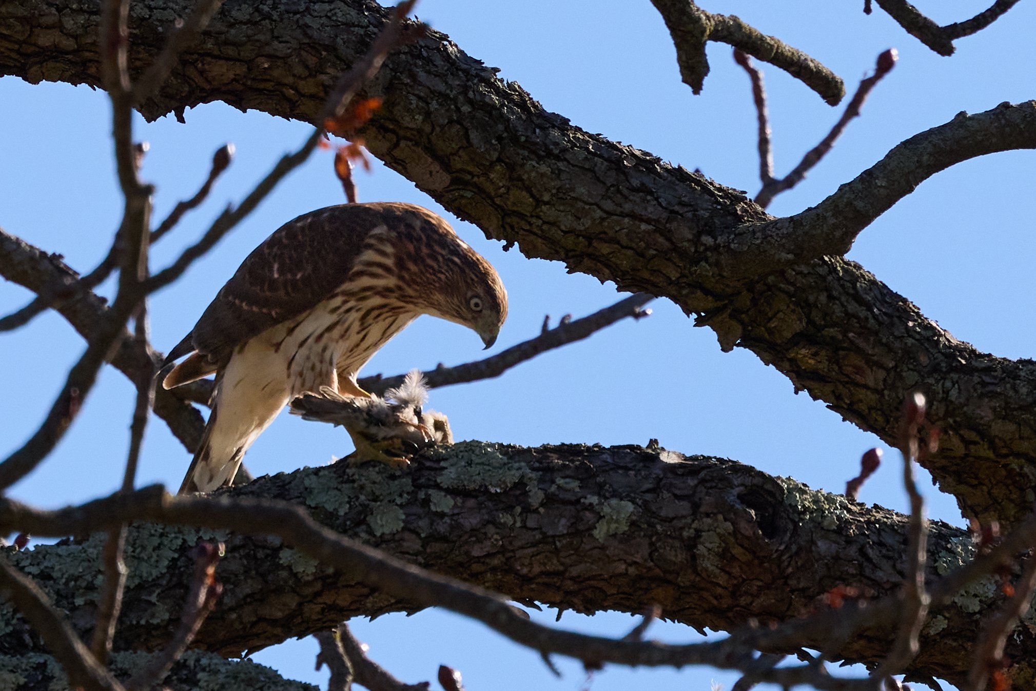 juvenile coopers hawk eating songbird yonkers new york