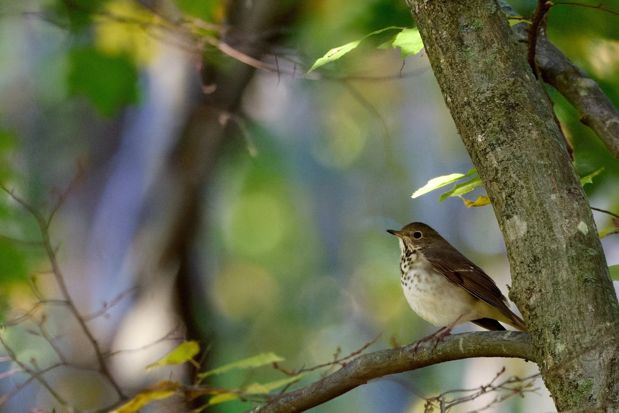 hermit thrush swan lake Rockefeller state park New York
