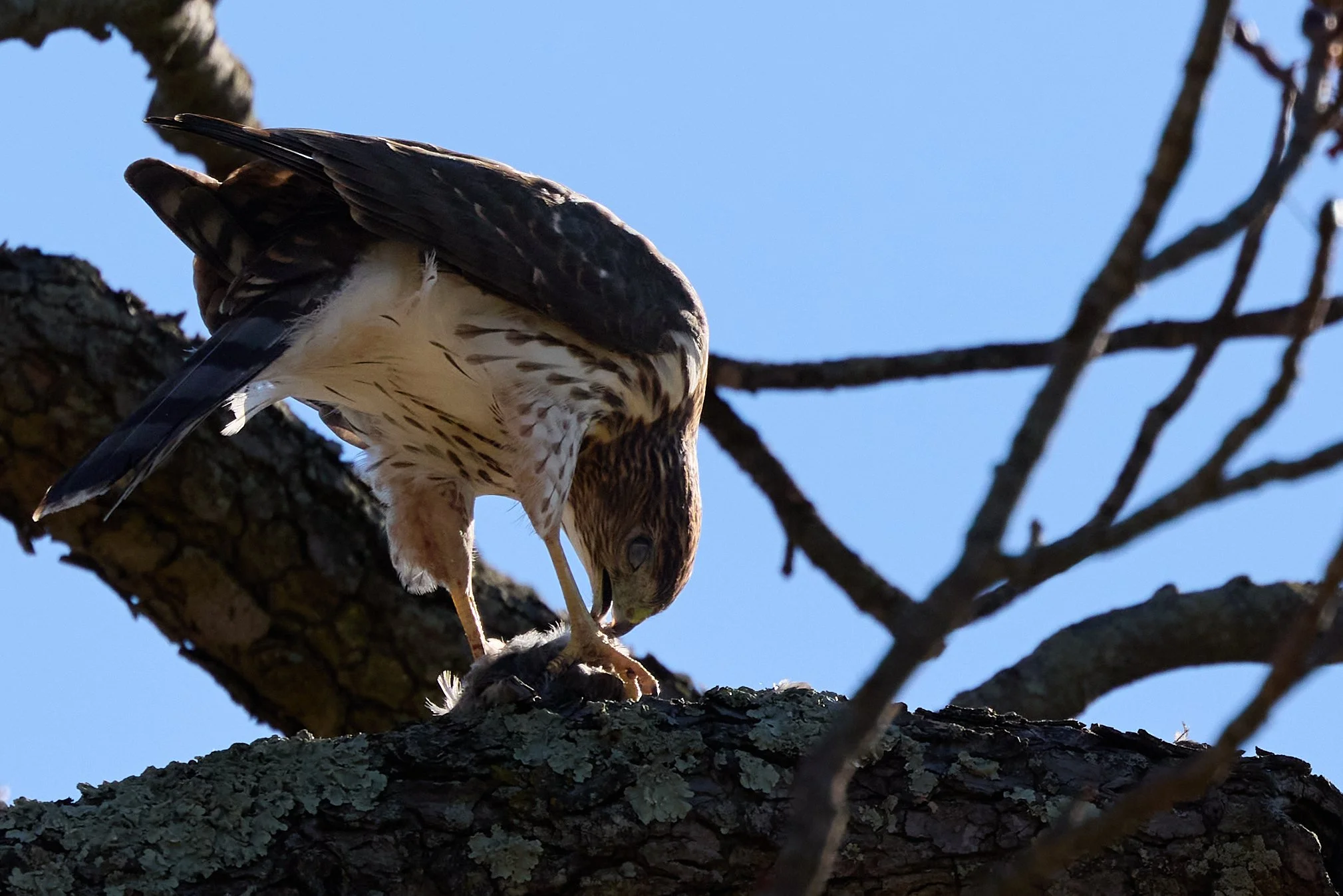 juvenile coopers hawk eating songbird yonkers new york