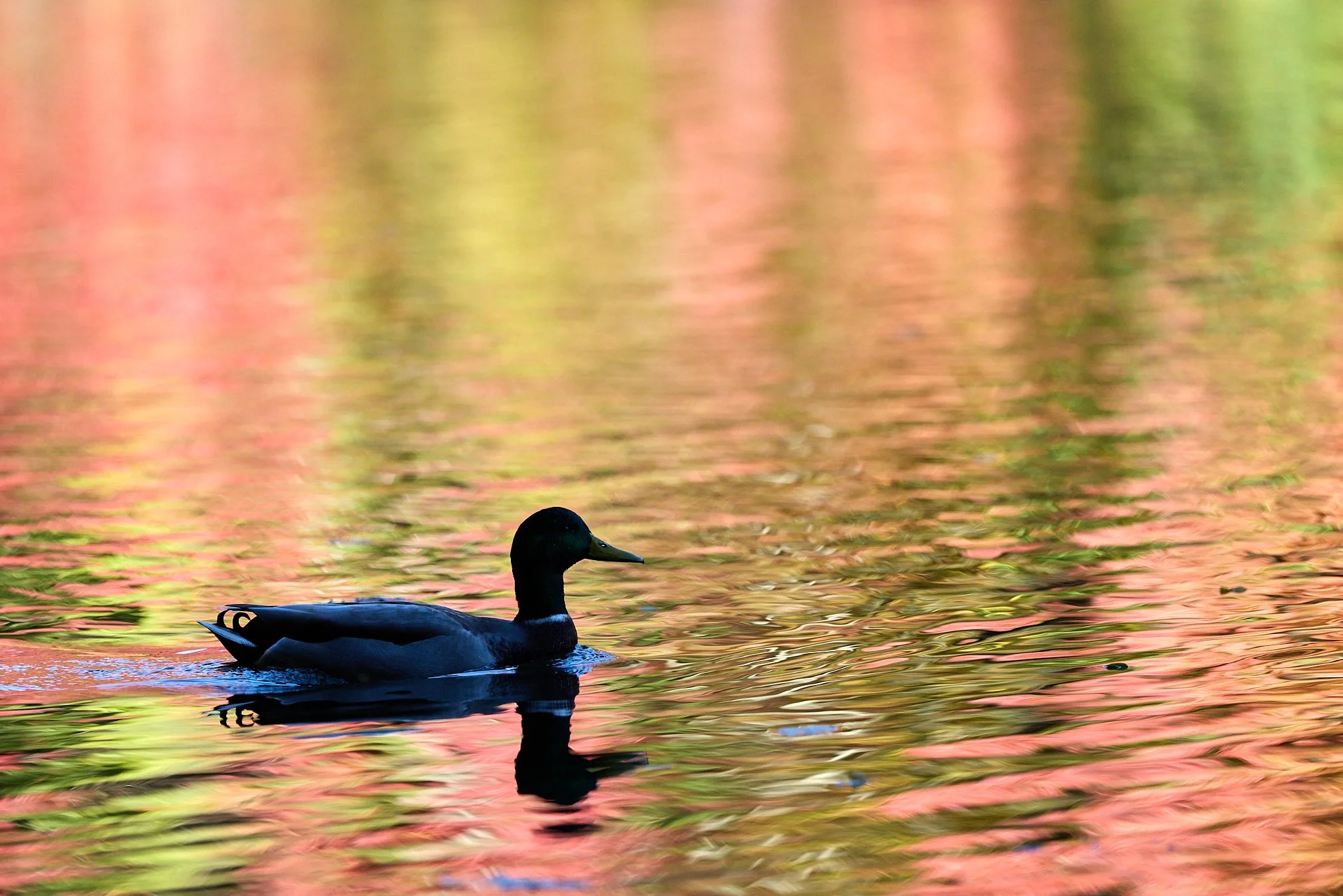 mallards ducks swan lake Rockefeller state park New York reflections fall foliage