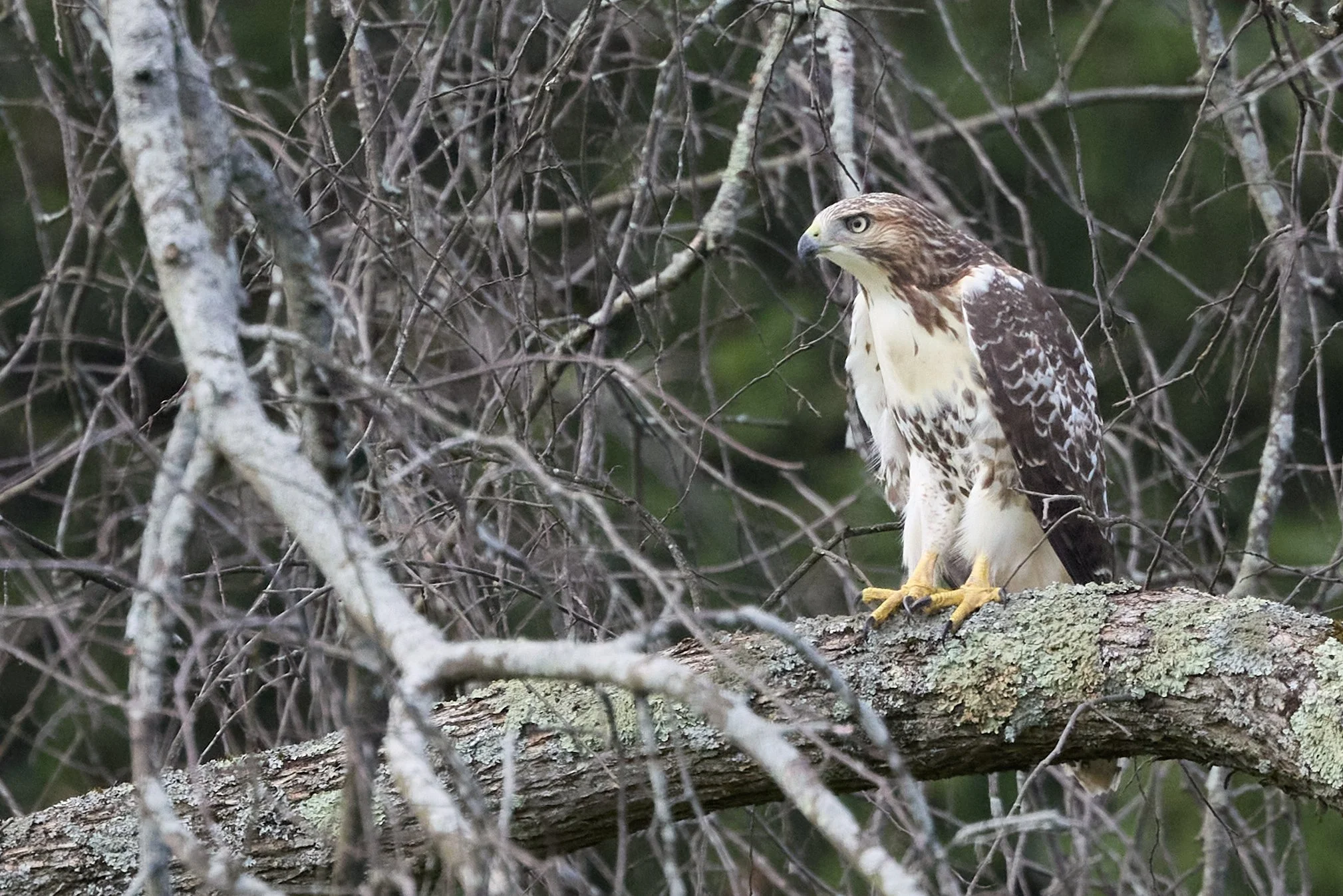 red tailed hawk copake lake New York