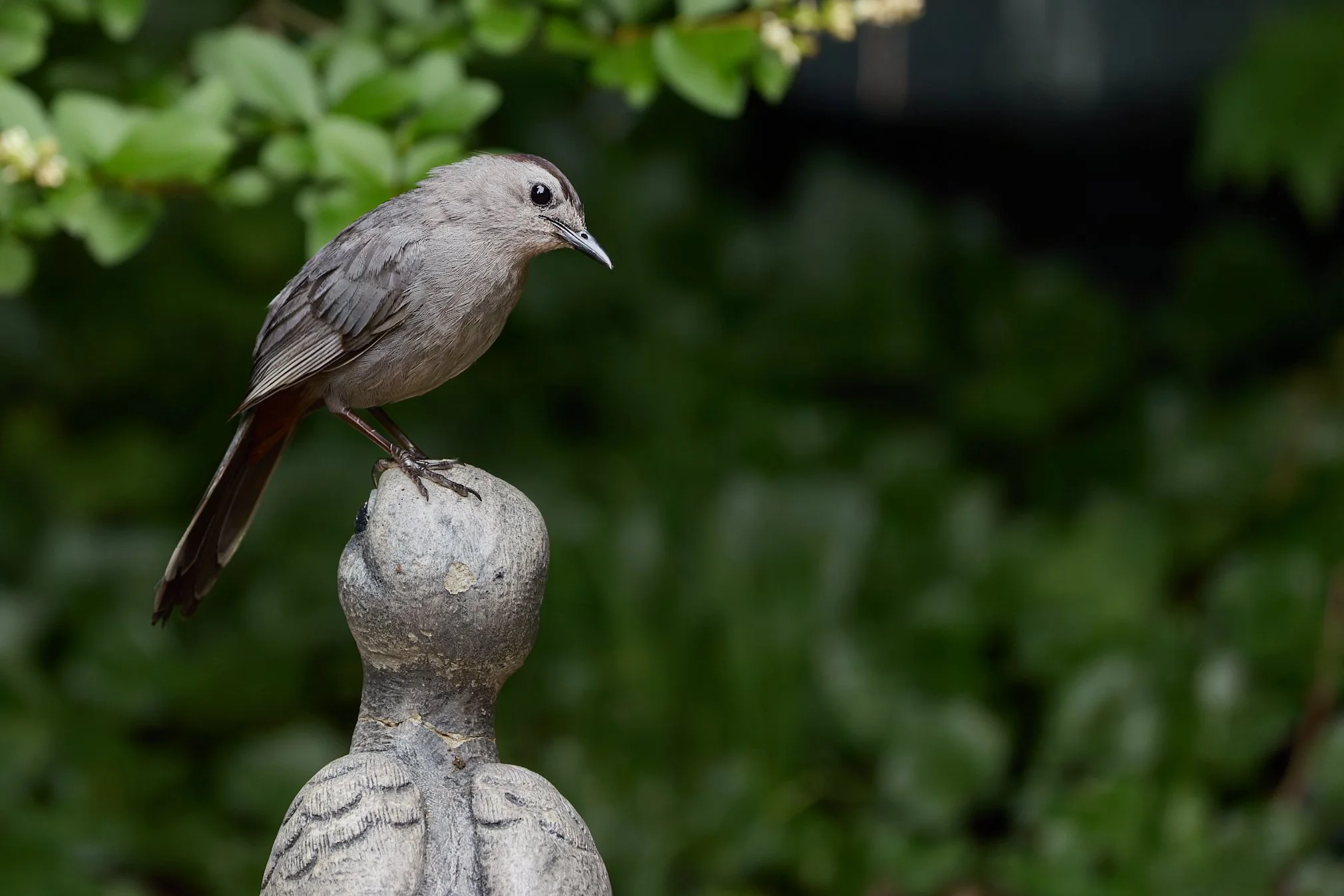 grey catbird yonkers New York