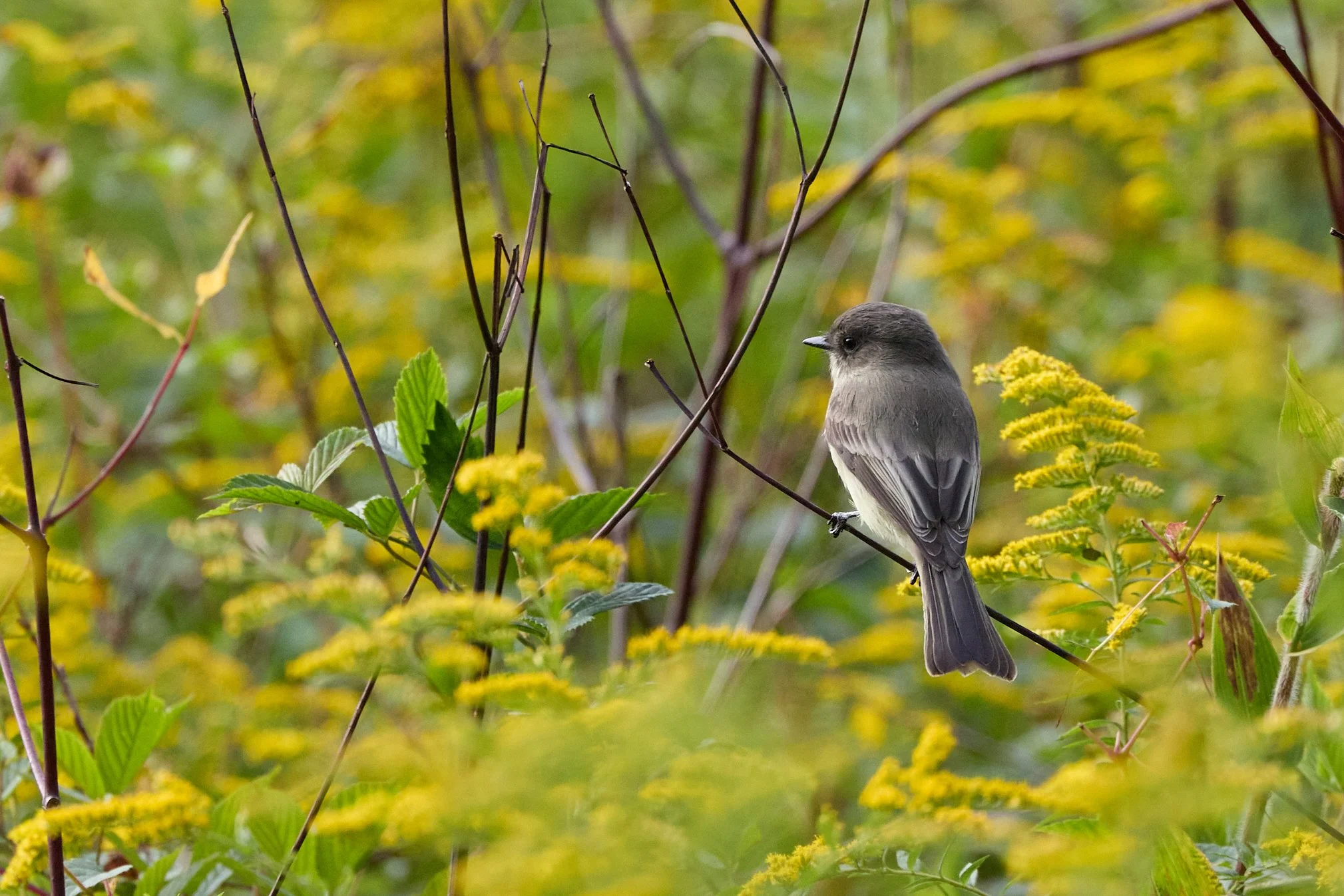 eastern Phoebe Edith read rye new york
