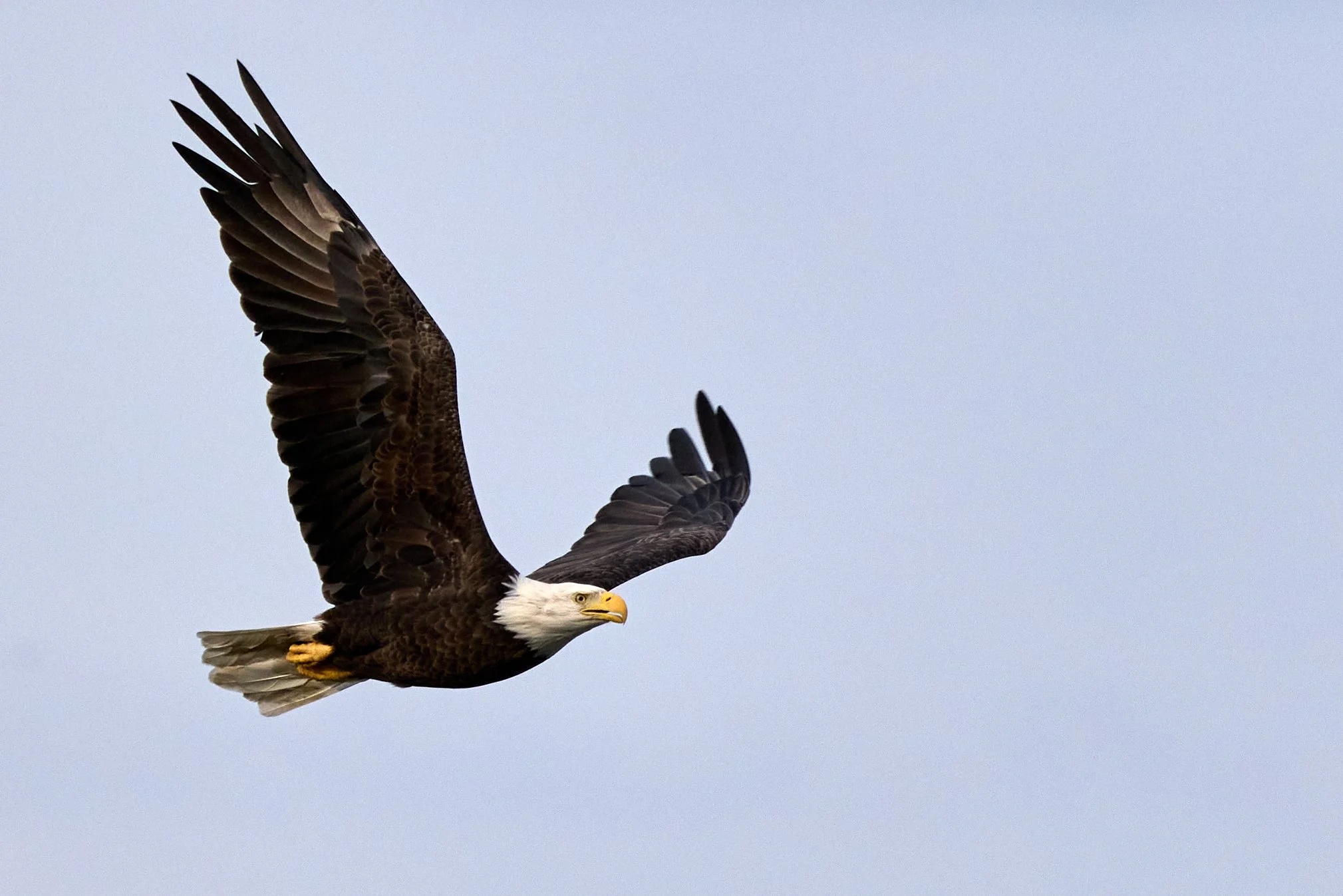 bald eagle Edith read rye New York