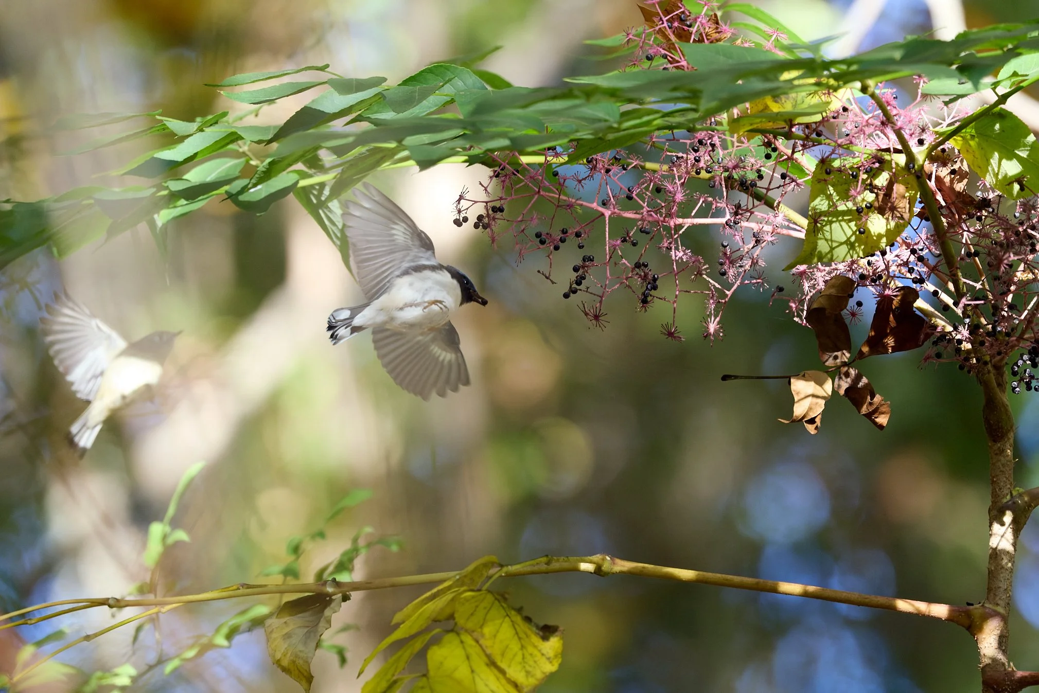 black-throated blue warbler swan lake Rockefeller state park New York ruby crowned kinglet