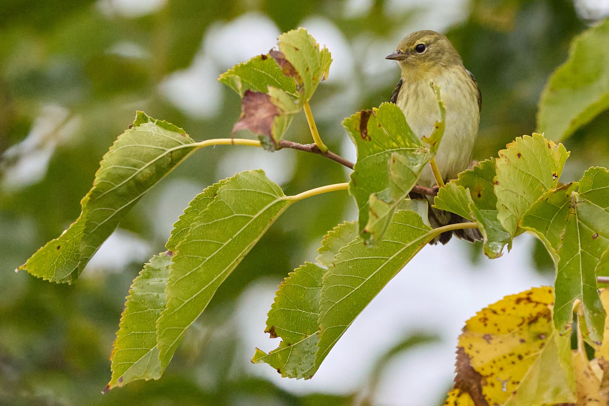 piermont pier New York blackpoll warbler
