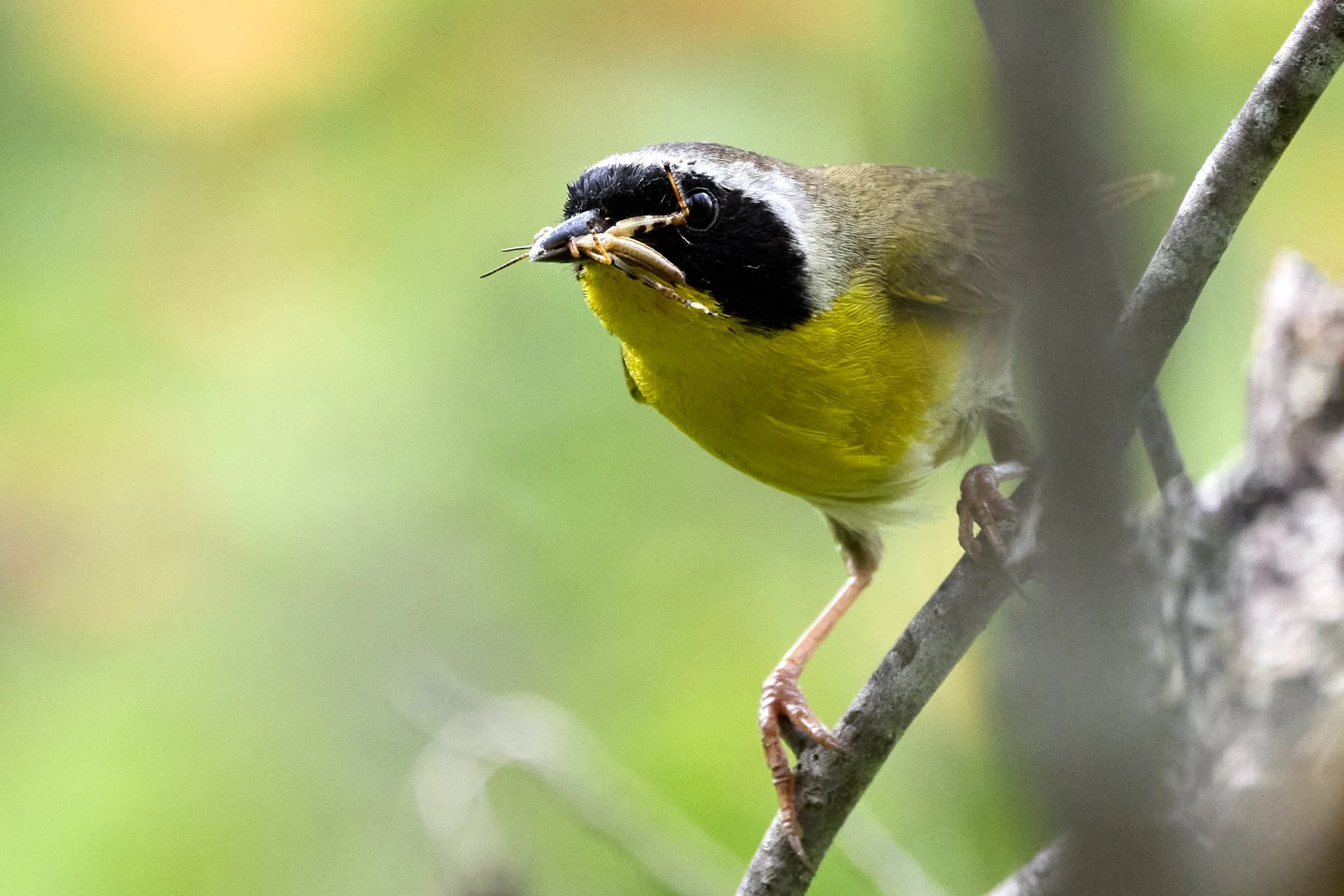 common yellowthroat new London New Hampshire  Philbrick-Cricenti Bog 
