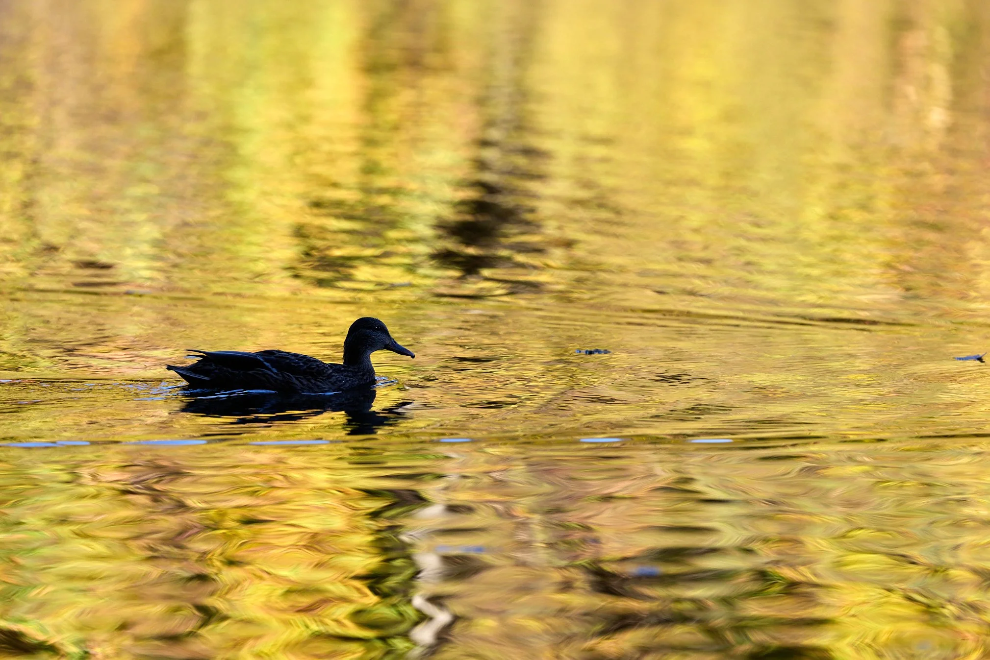 mallards ducks swan lake Rockefeller state park New York reflections fall foliage