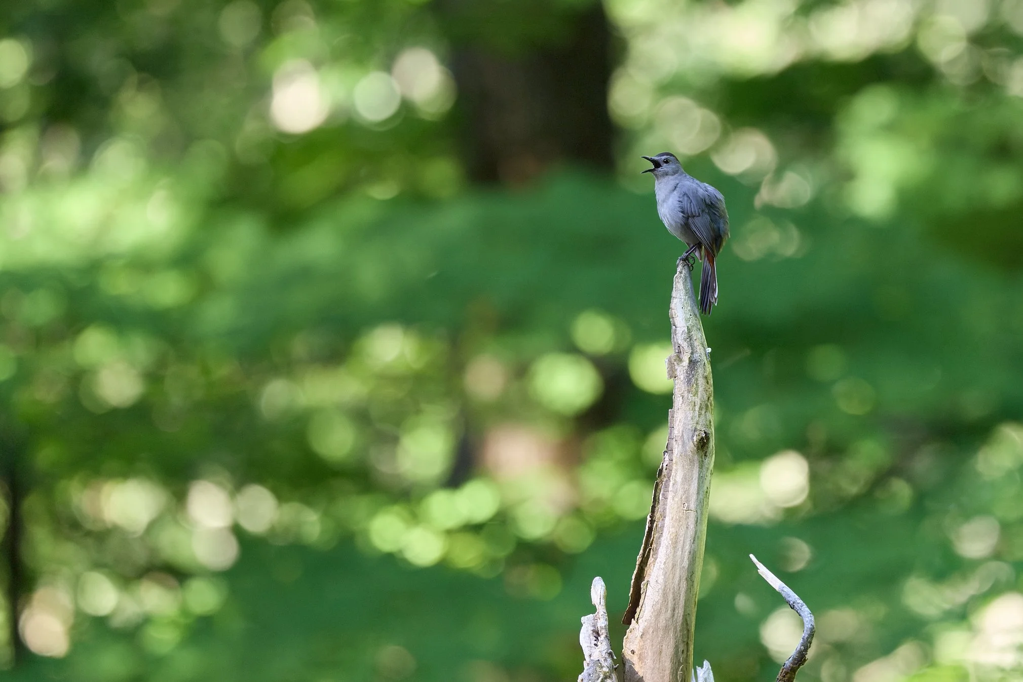grey catbird beaver pond campground stony point New York