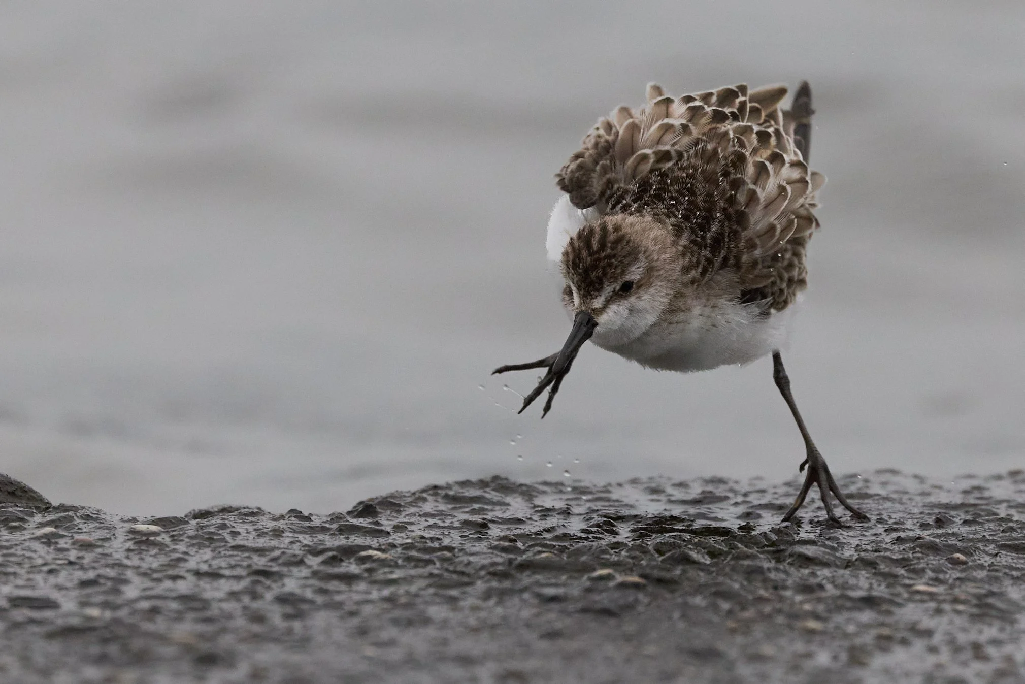 semipalmated sandpiper piermont pier new york