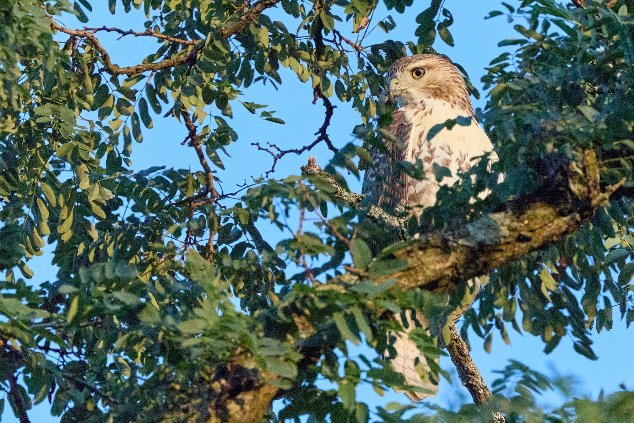 hawk yonkers