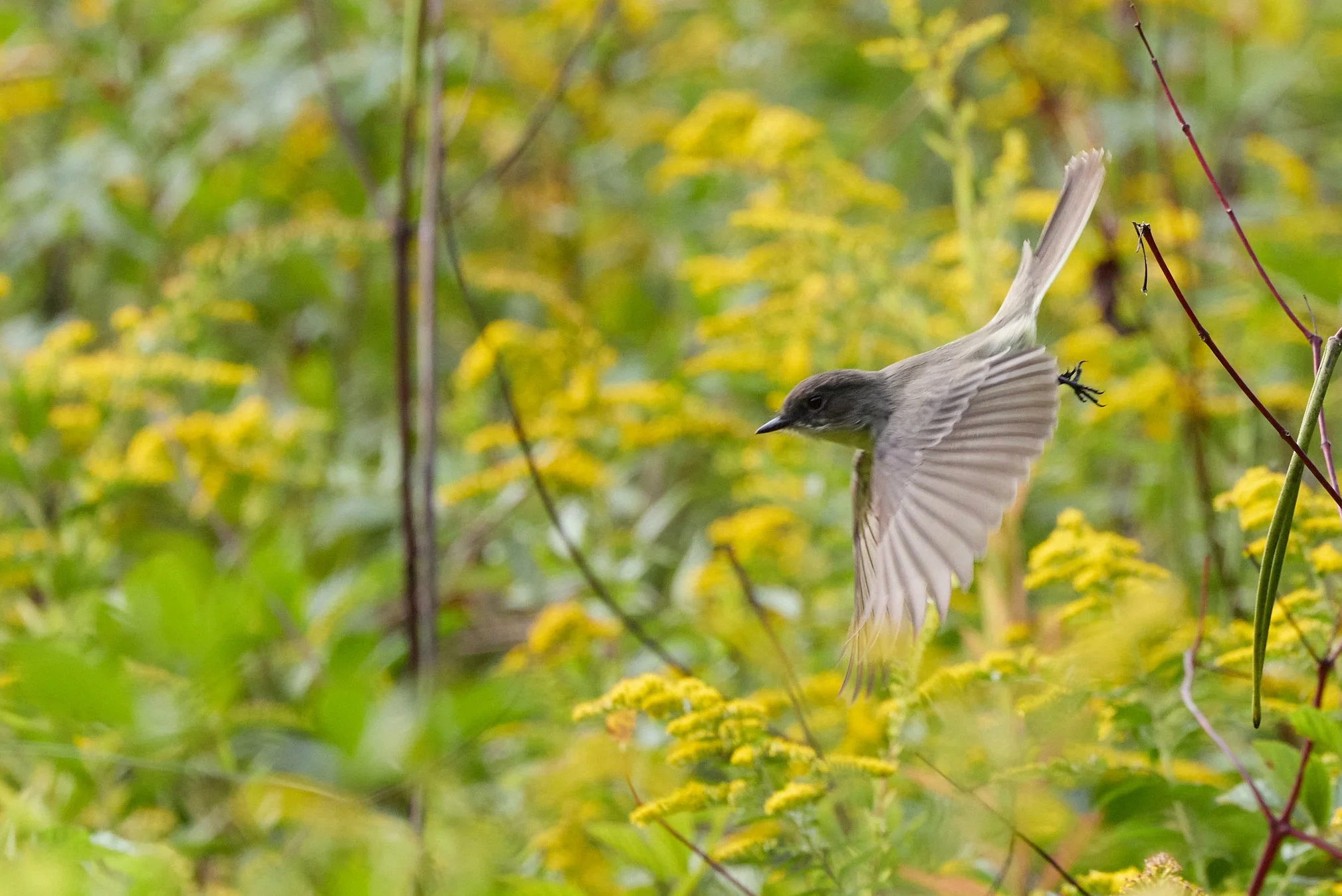 eastern Phoebe Edith read rye new york