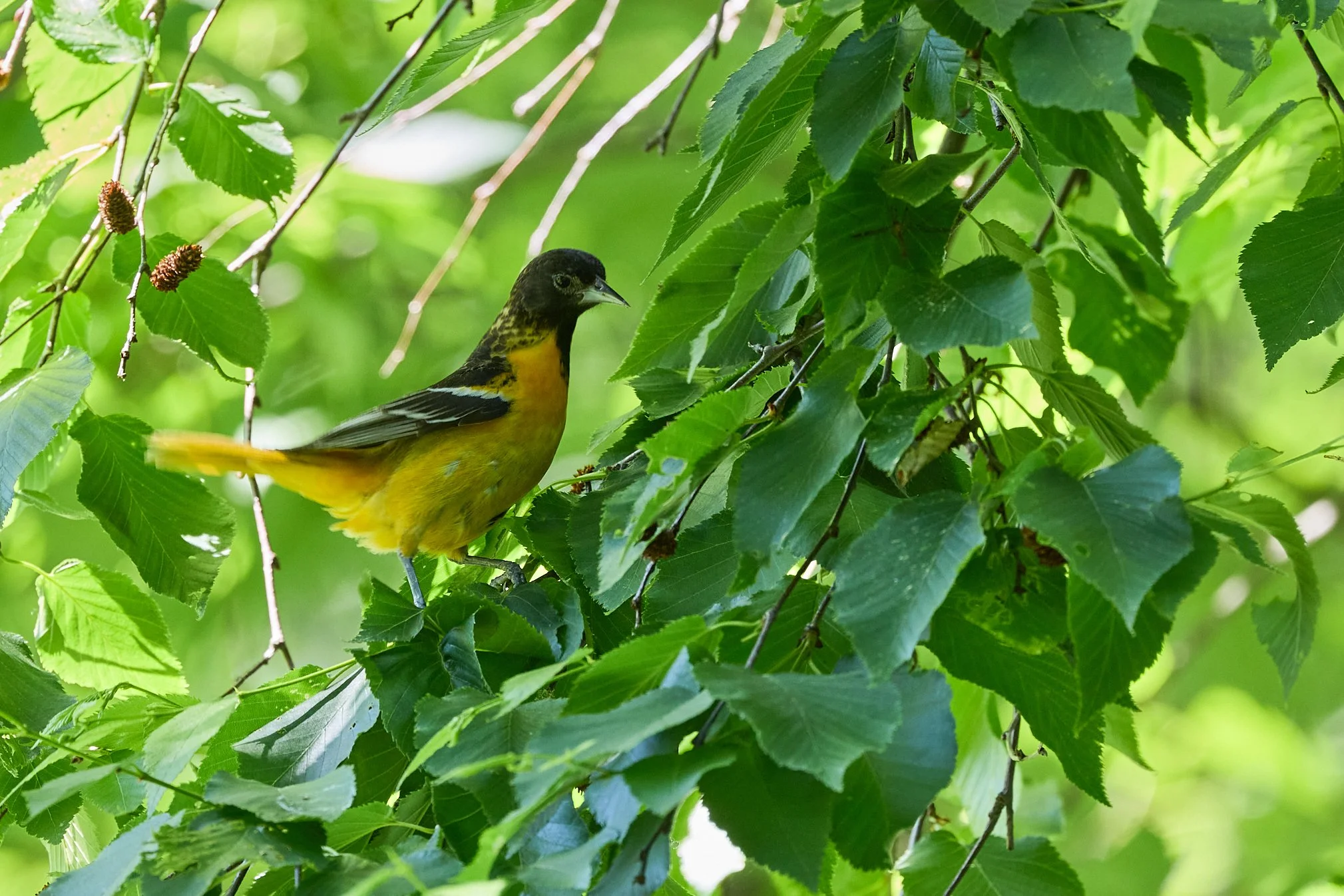 baltimore oriole Lenoir nature preserve yonkers New York