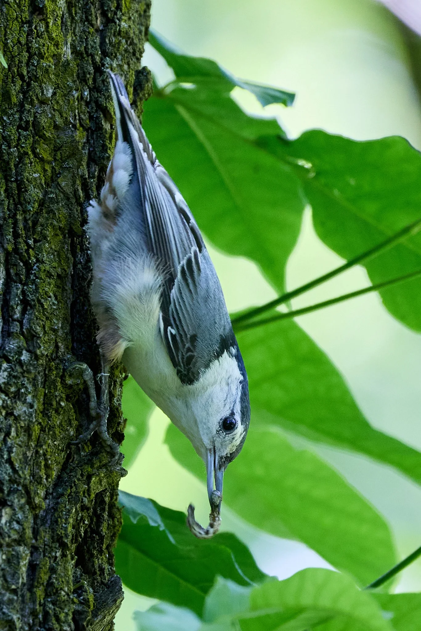 white breasted nuthatch Lenoir nature preserve yonkers New York