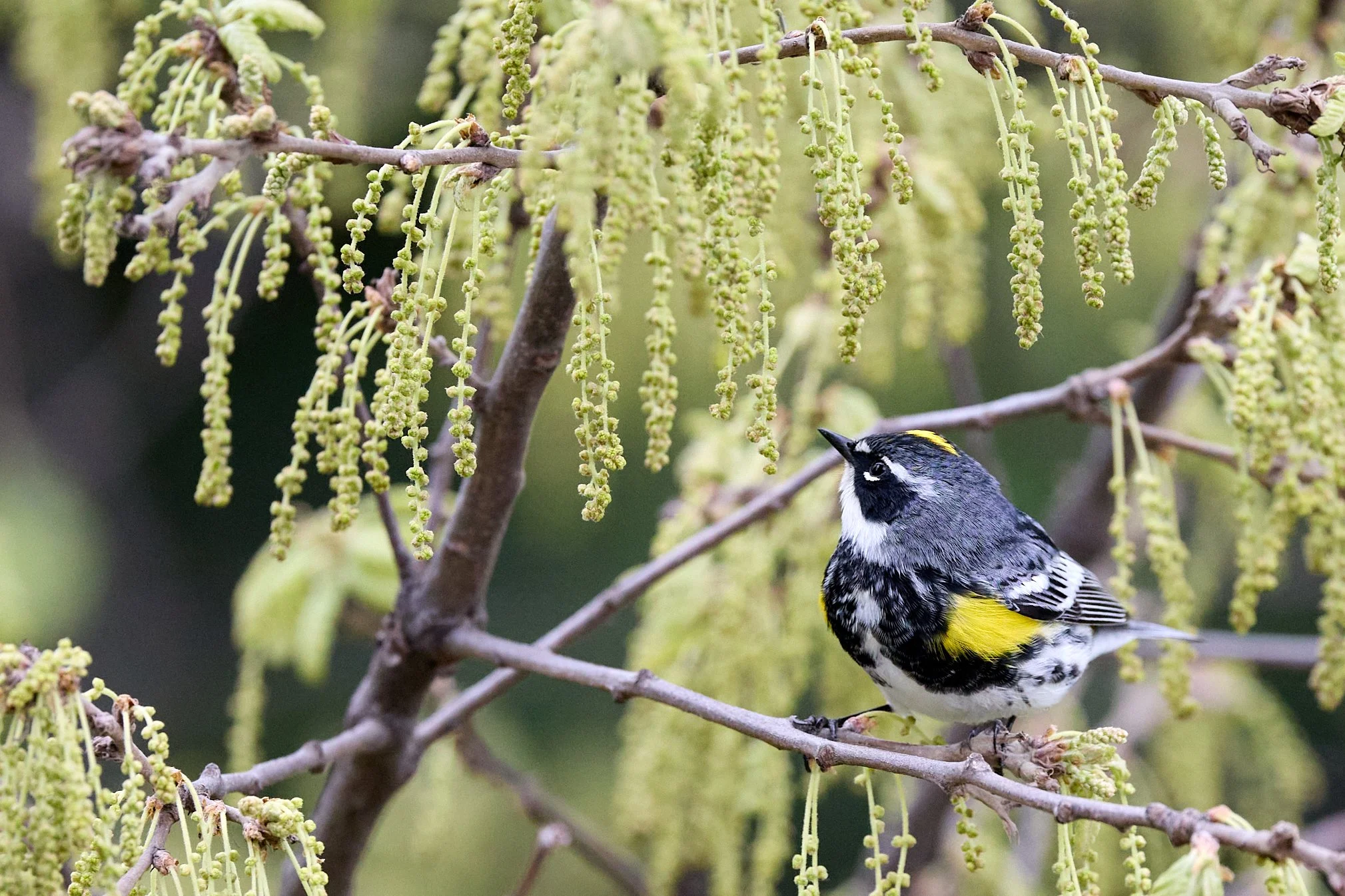 yellow rumped warbler Central Park New York belvedere castle