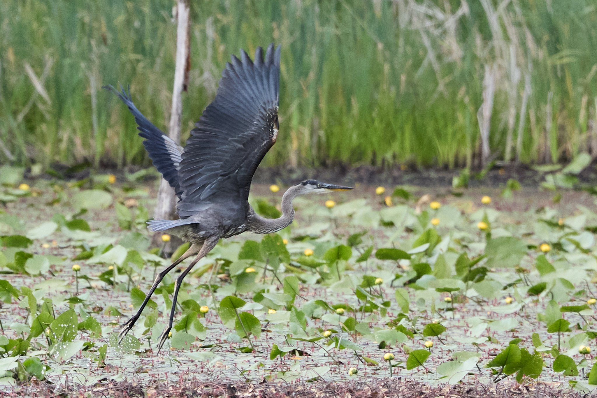 great blue heron Esther currier wildlife management area New London new hampshire