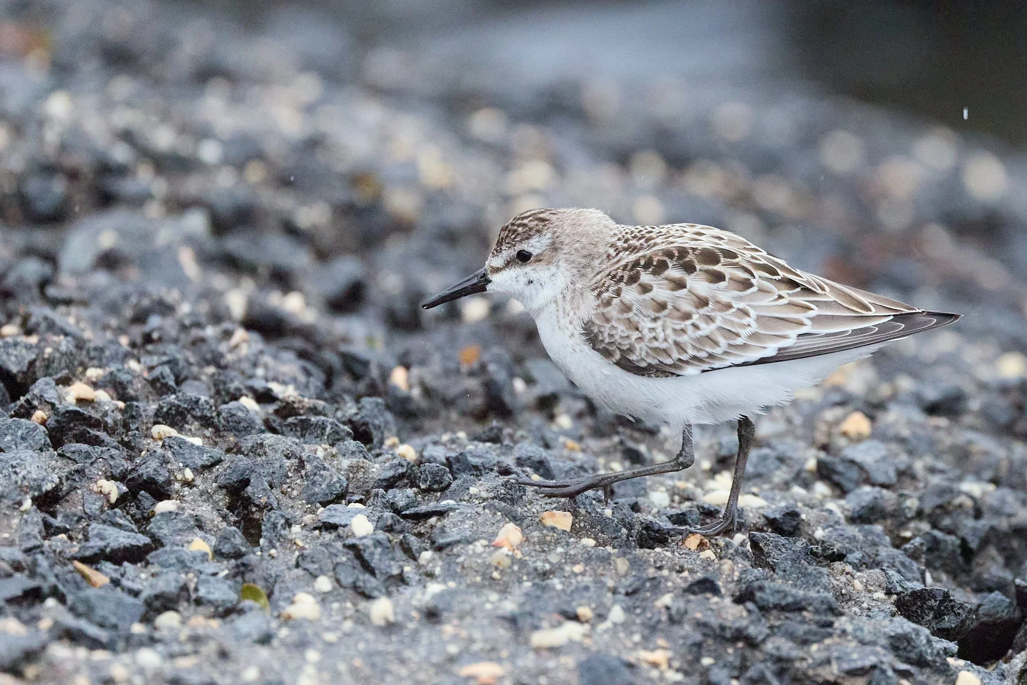 semipalmated sandpiper piermont pier new york
