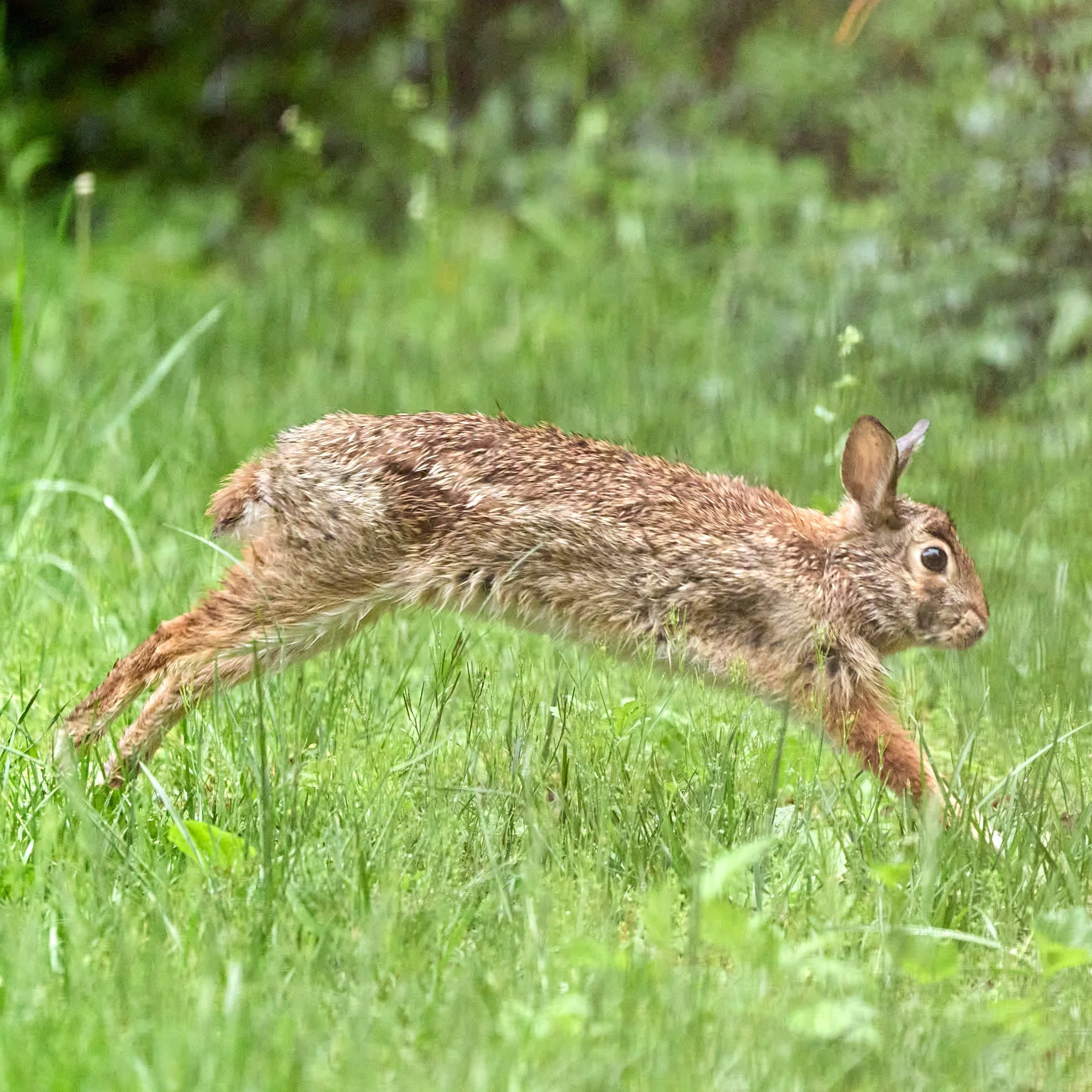 rabbit jumping yonkers New York