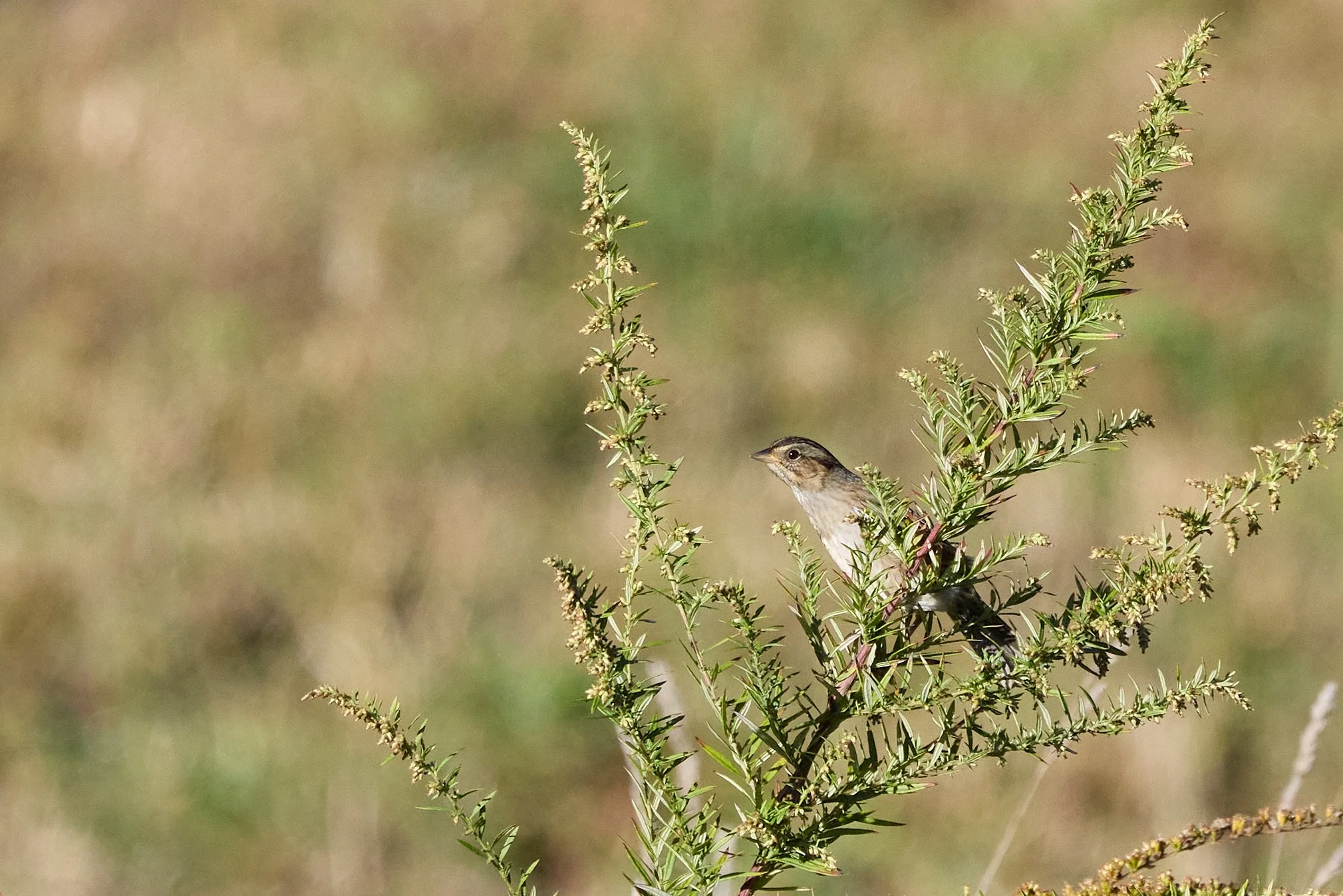 swamp sparrow yonkers New York