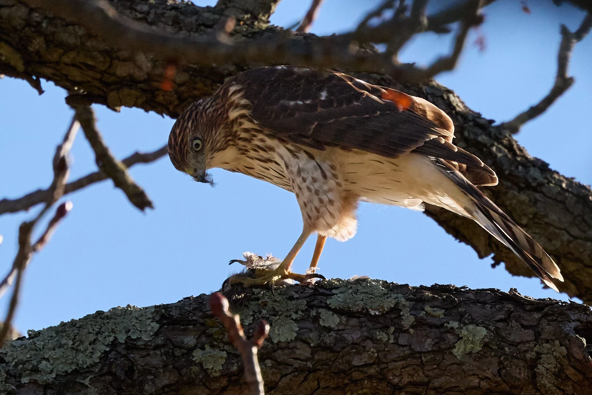 juvenile coopers hawk eating songbird yonkers new york