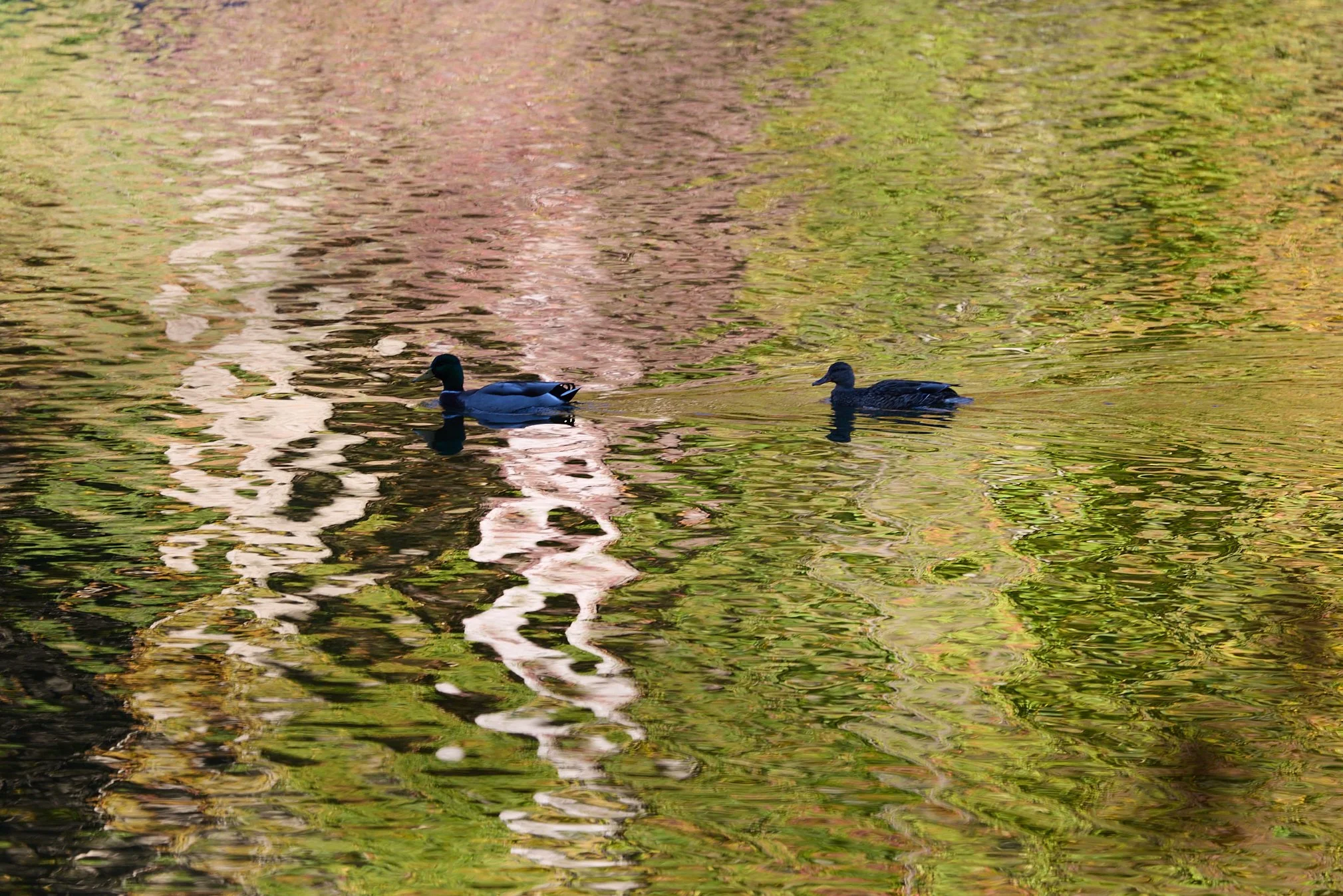 mallards ducks swan lake Rockefeller state park New York reflections fall foliage