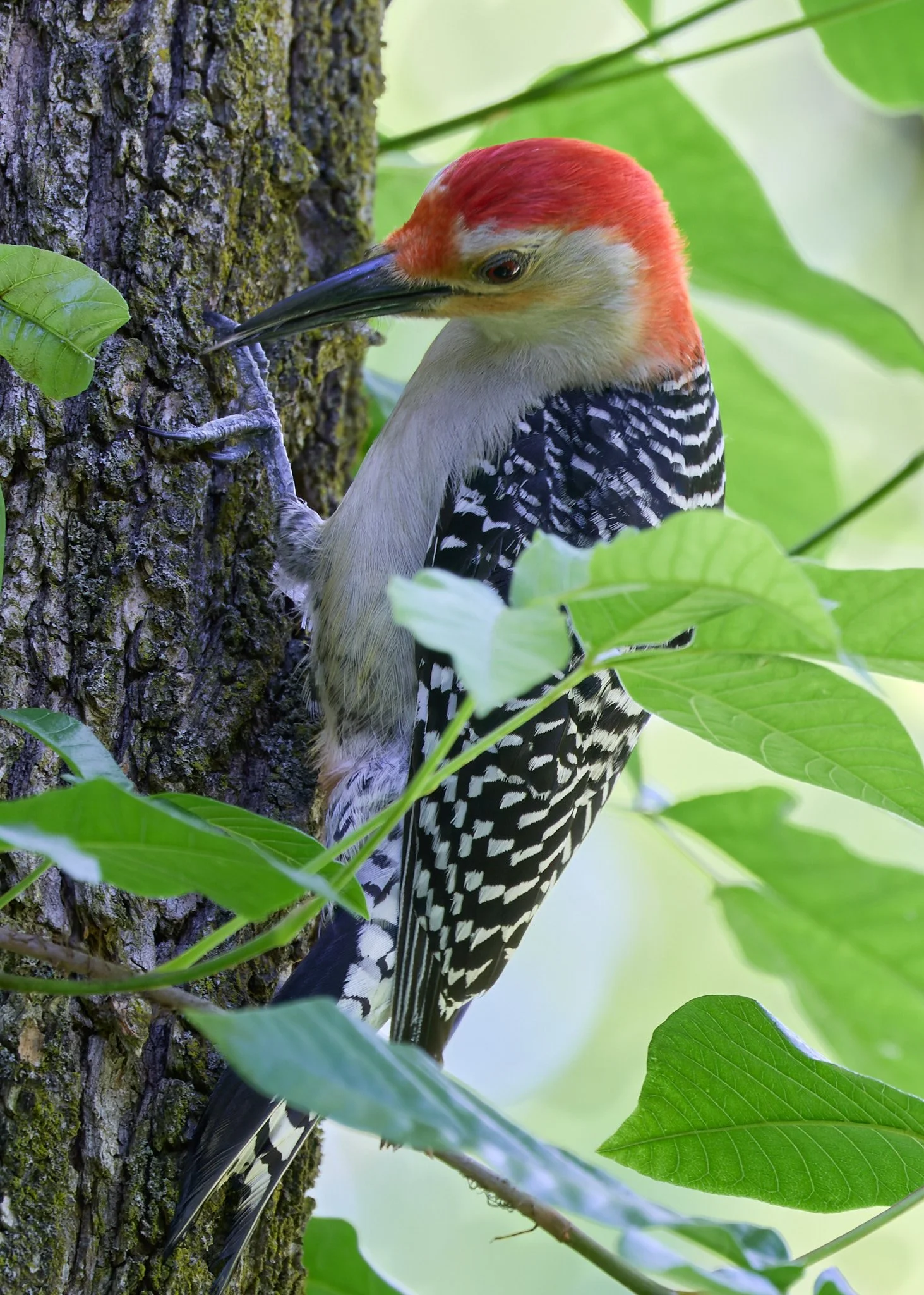 red bellied woodpecker Lenoir nature preserve yonkers ny