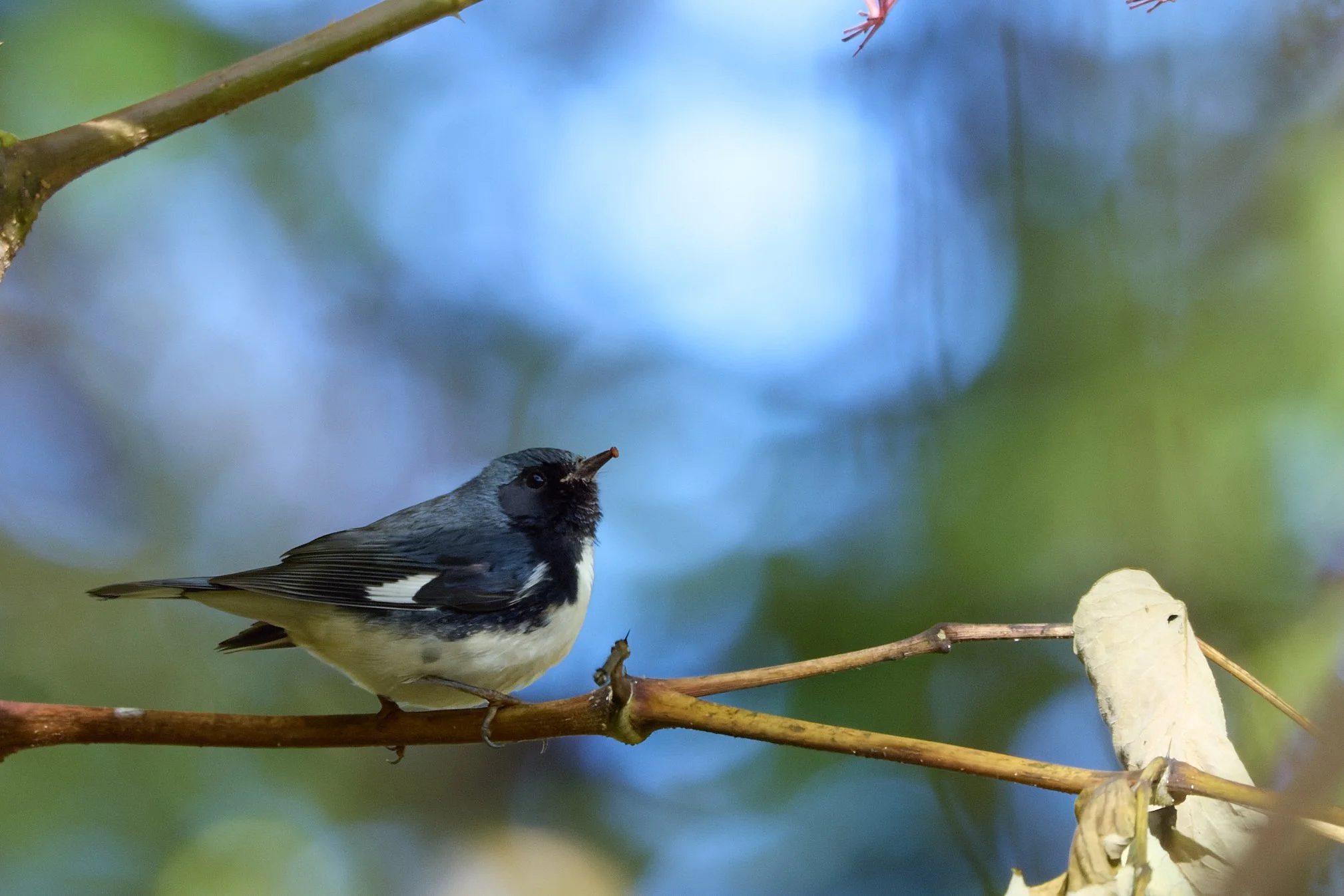 black-throated blue warbler swan lake Rockefeller state park New York