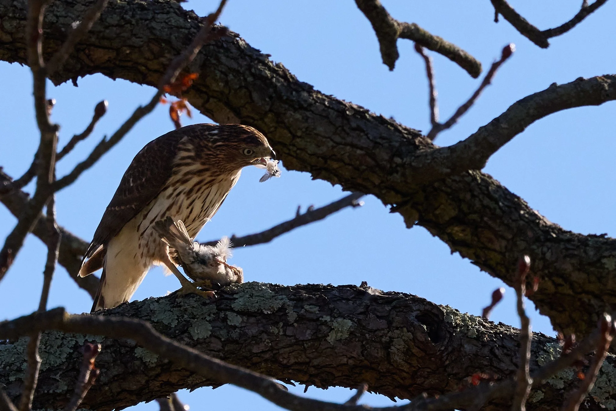 juvenile coopers hawk eating songbird yonkers new york