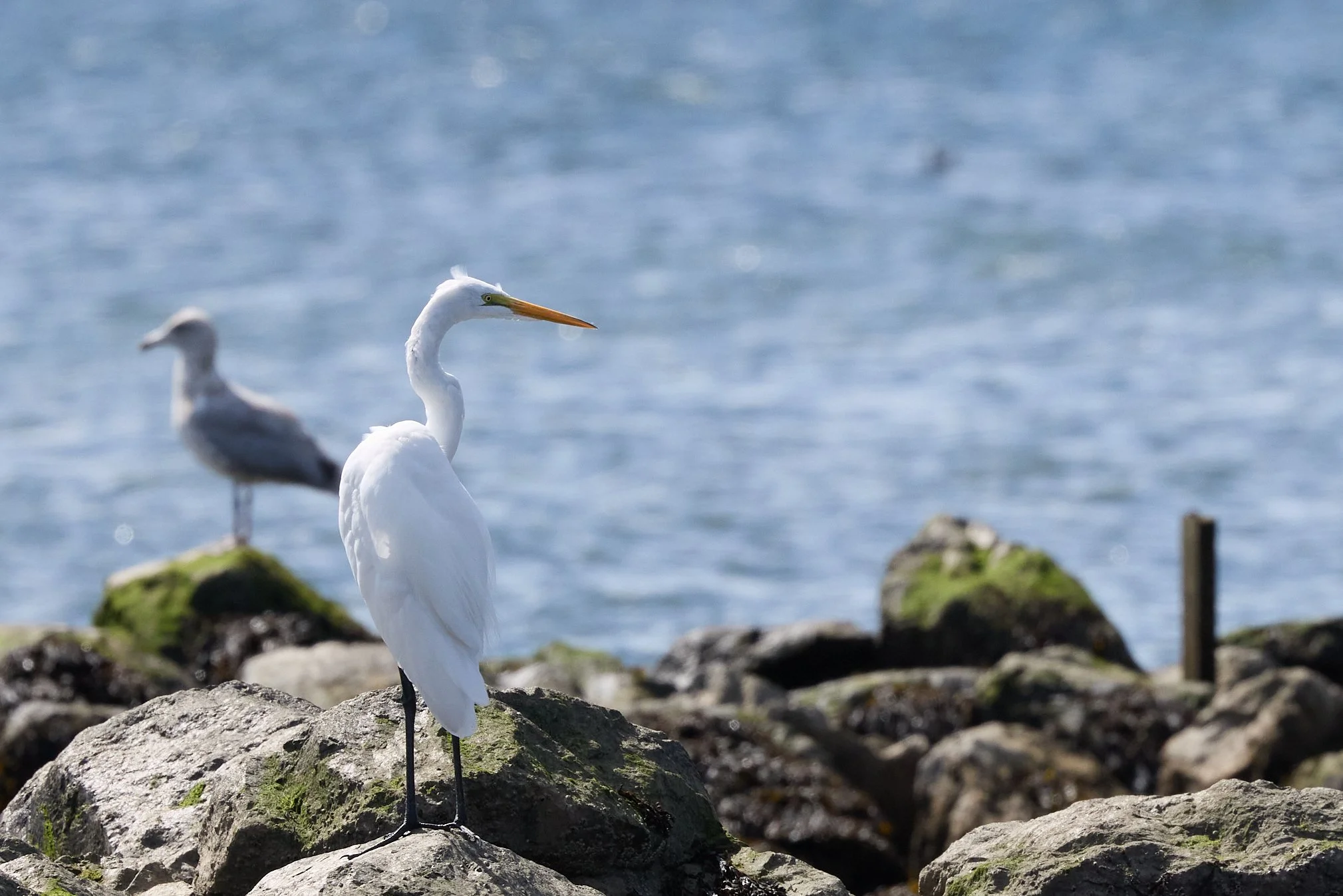 great egret Edith read rye new york