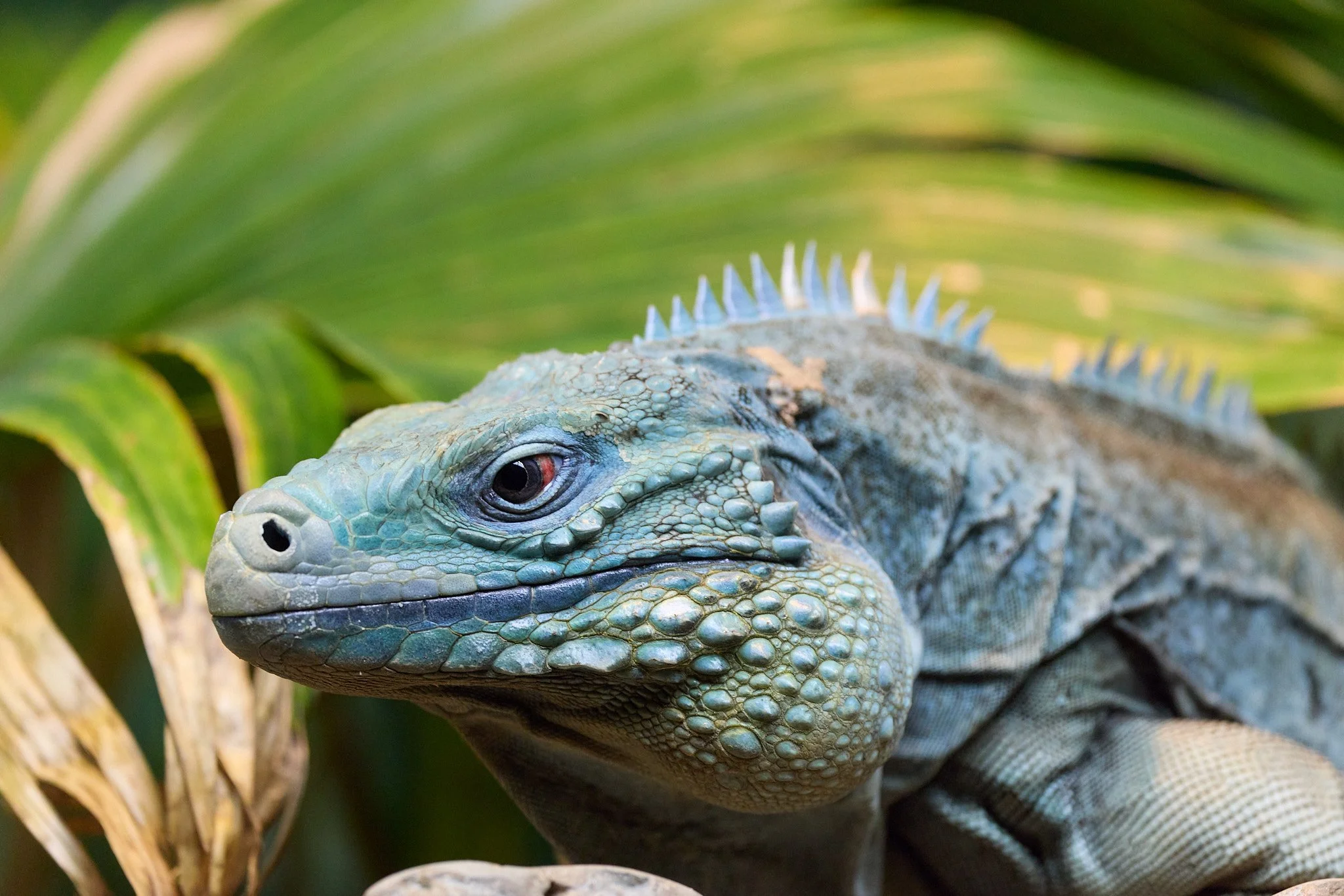 iguano bronx zoo