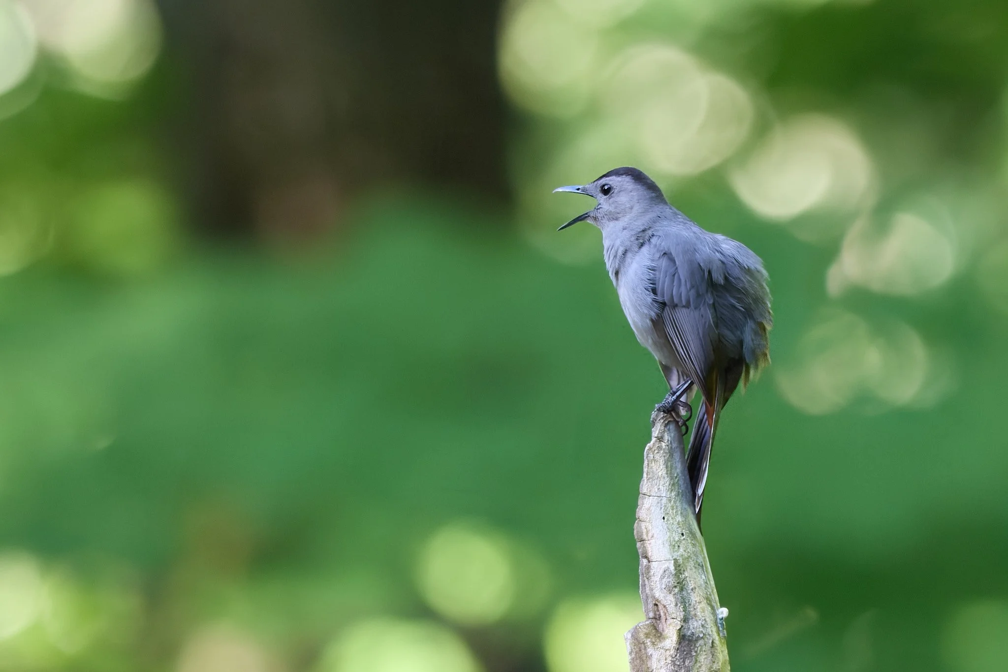 grey catbird beaver pond campground stony point New York