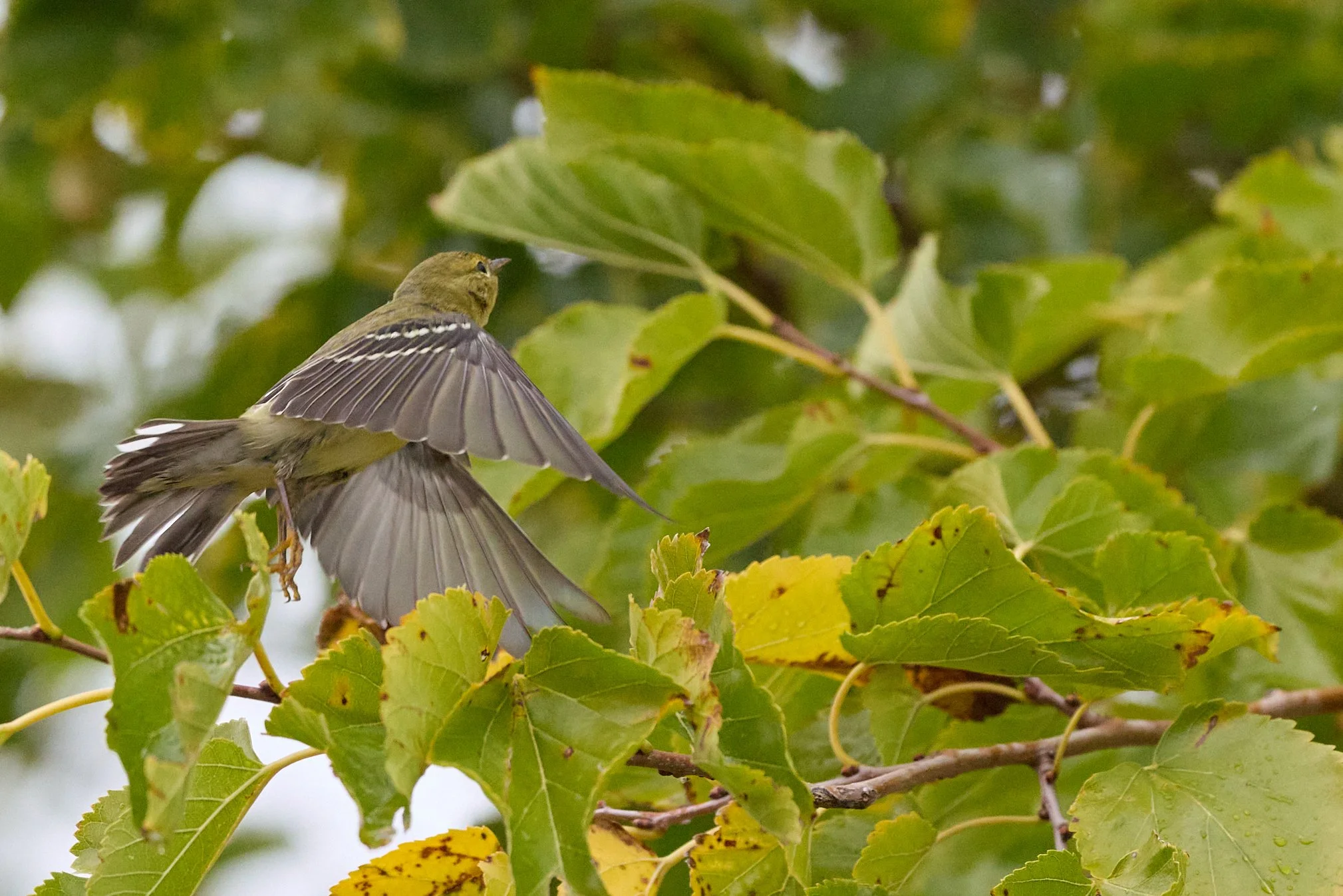 piermont pier New York blackpoll warbler