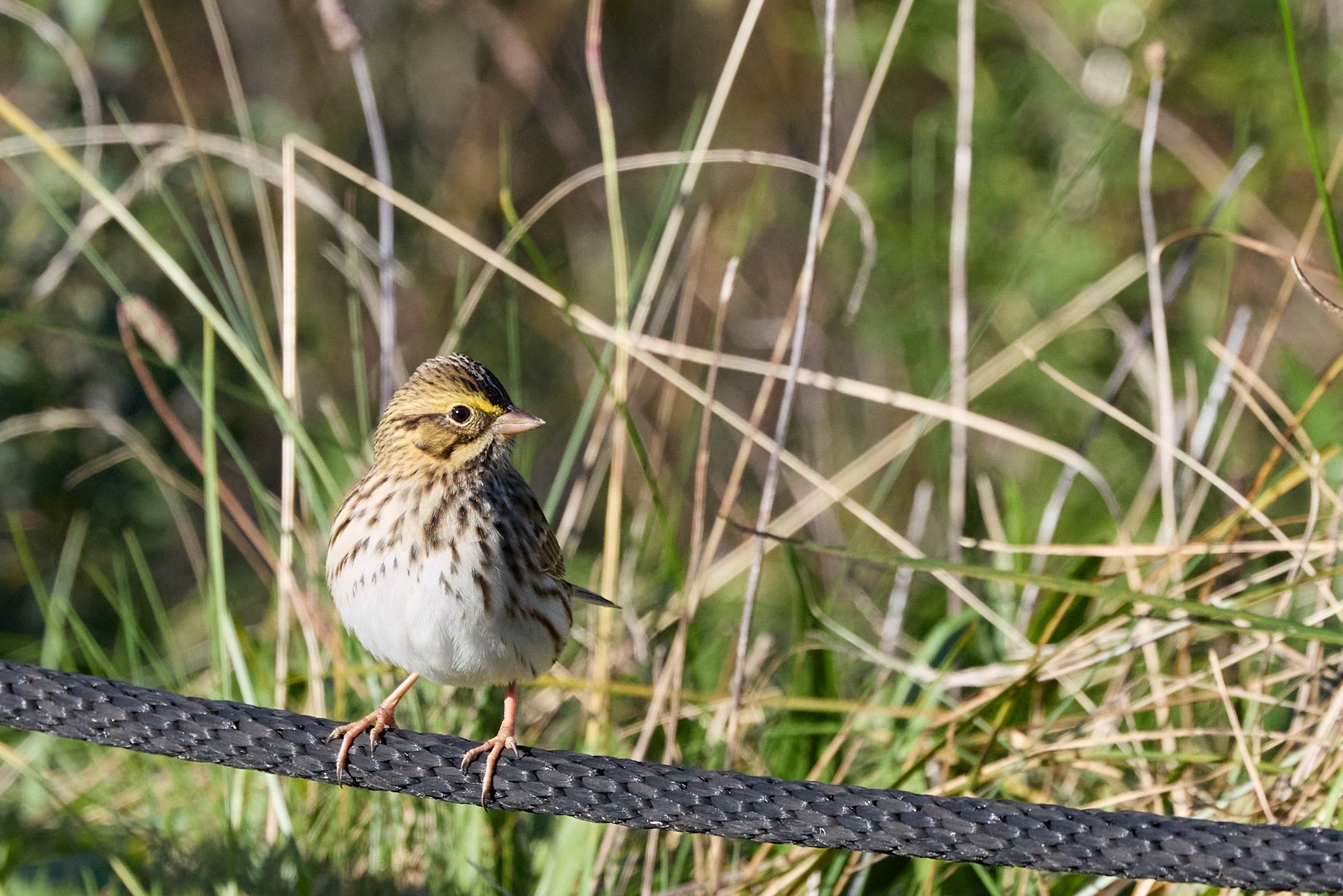 savannah sparrow yonkers New York