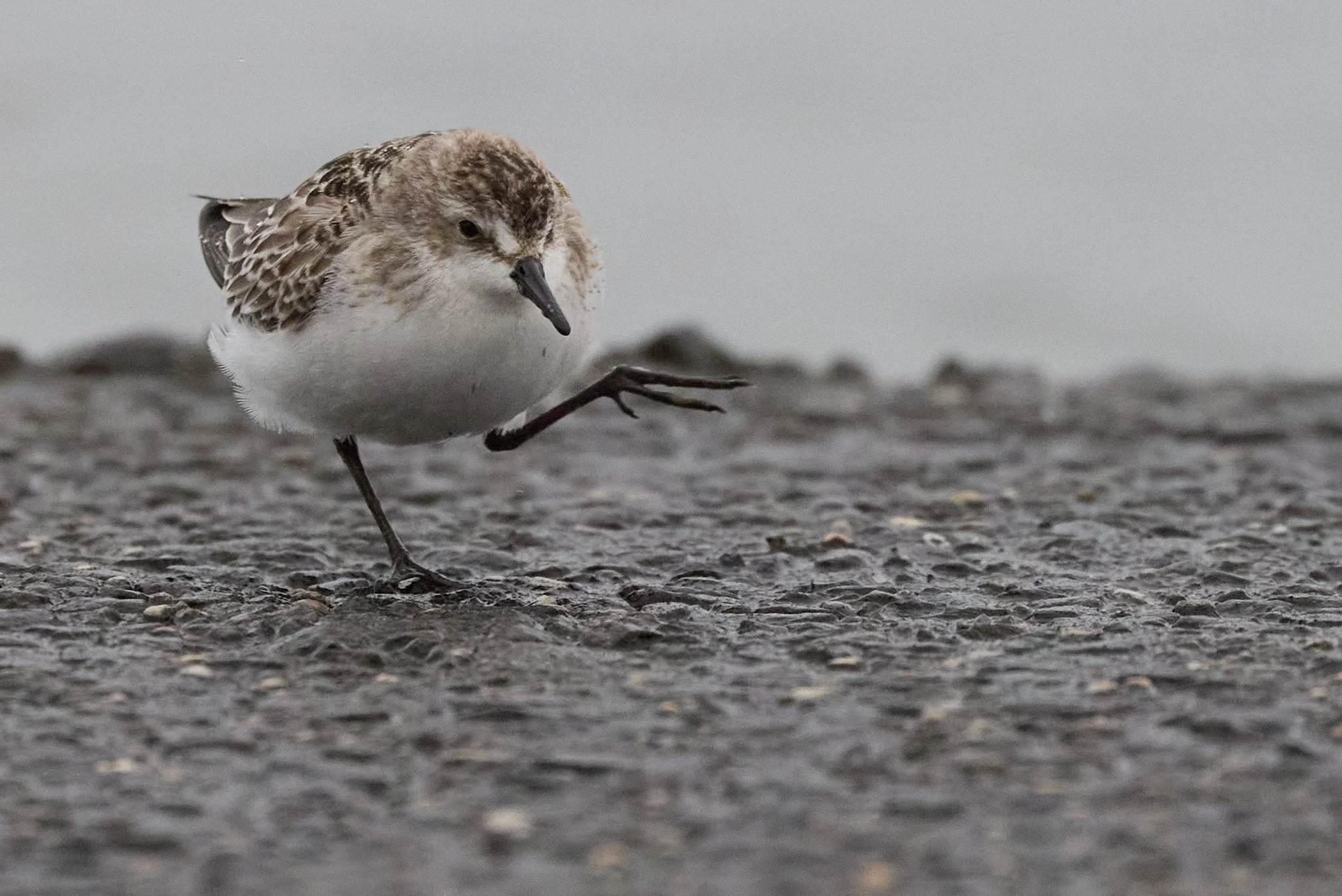 semipalmated sandpiper piermont pier new york