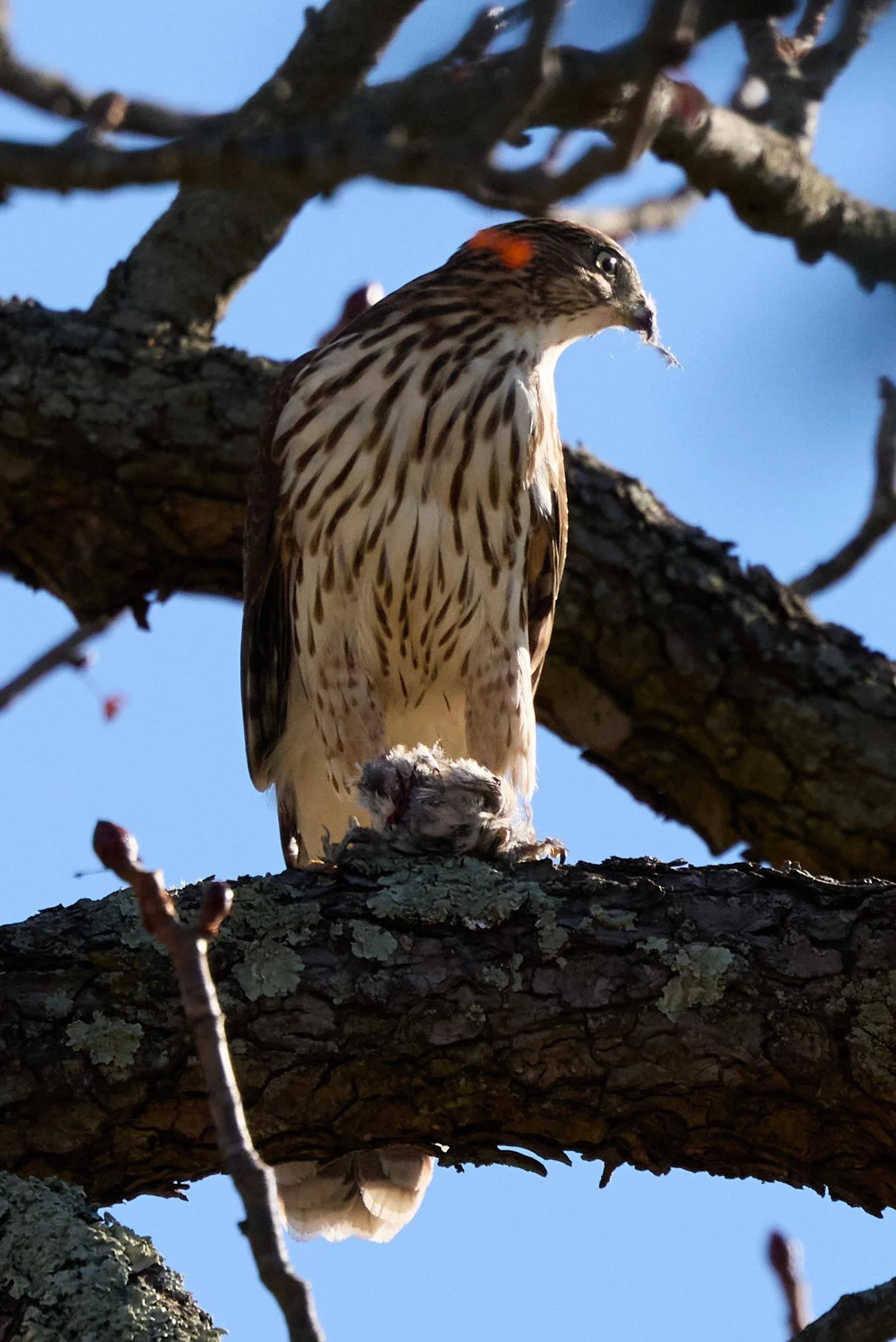 juvenile coopers hawk eating songbird yonkers new york