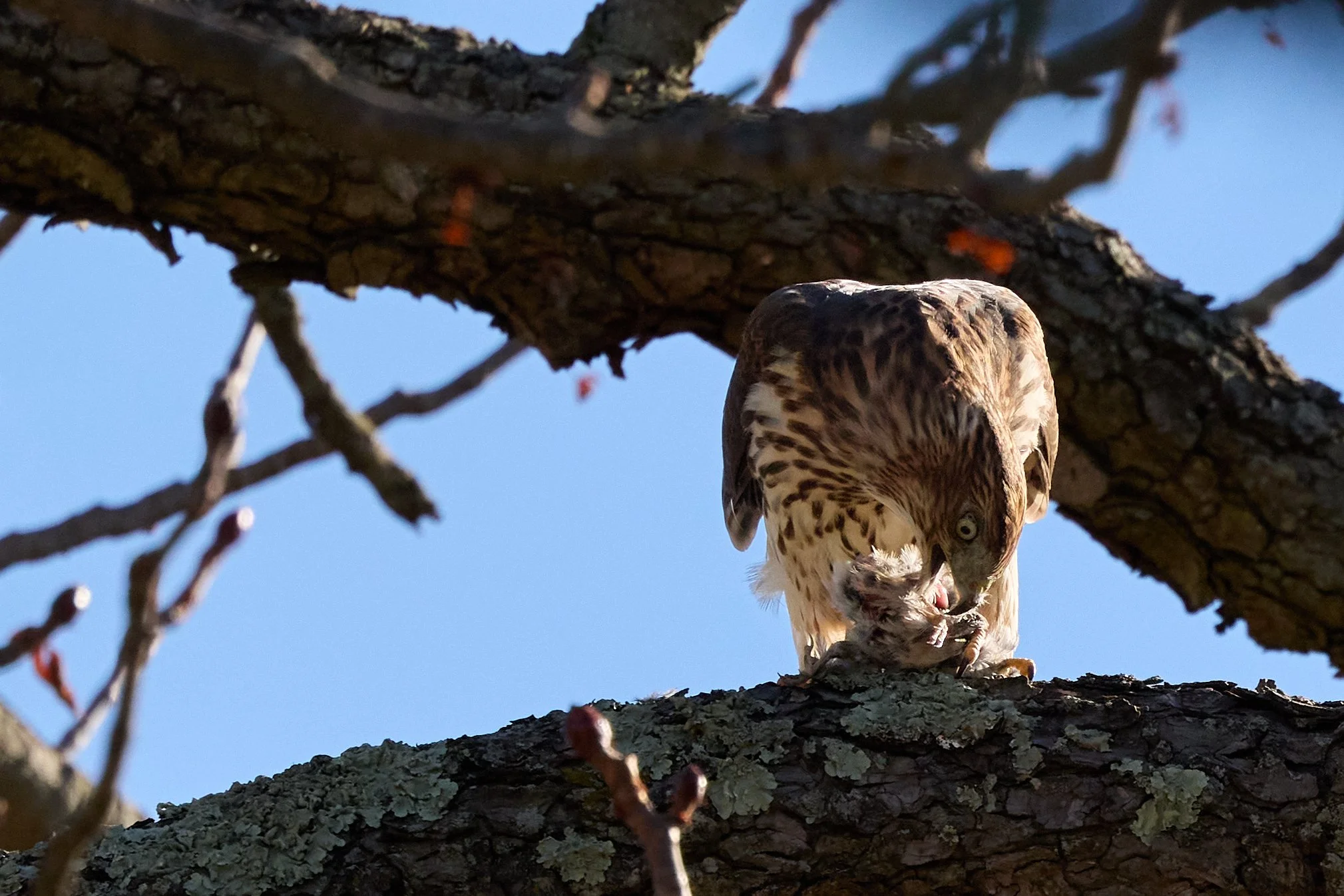 juvenile coopers hawk eating songbird yonkers new york