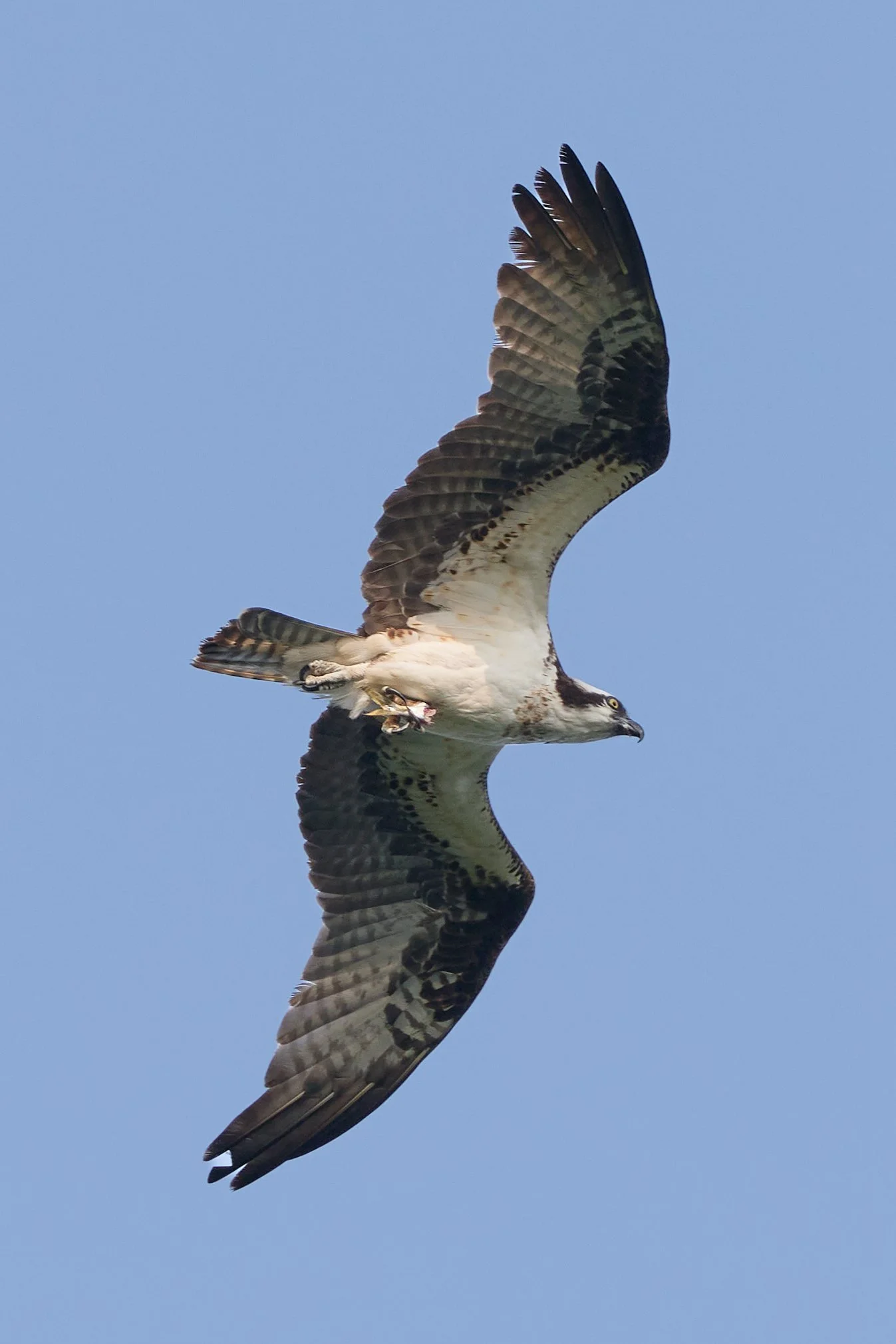 osprey carrying fish Lenoir nature preserve yonkers New York westchester