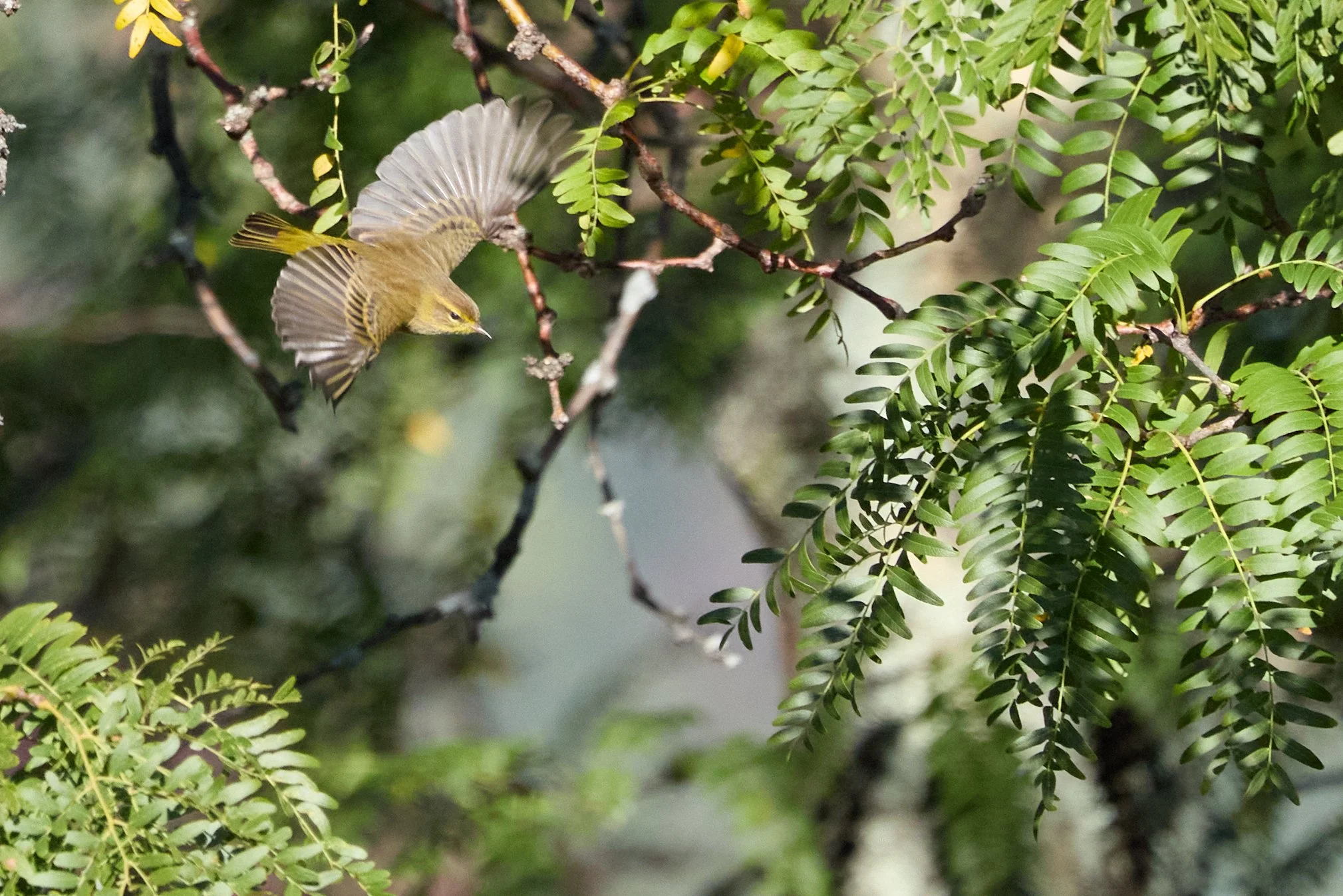 palm warbler flying yonkers New York