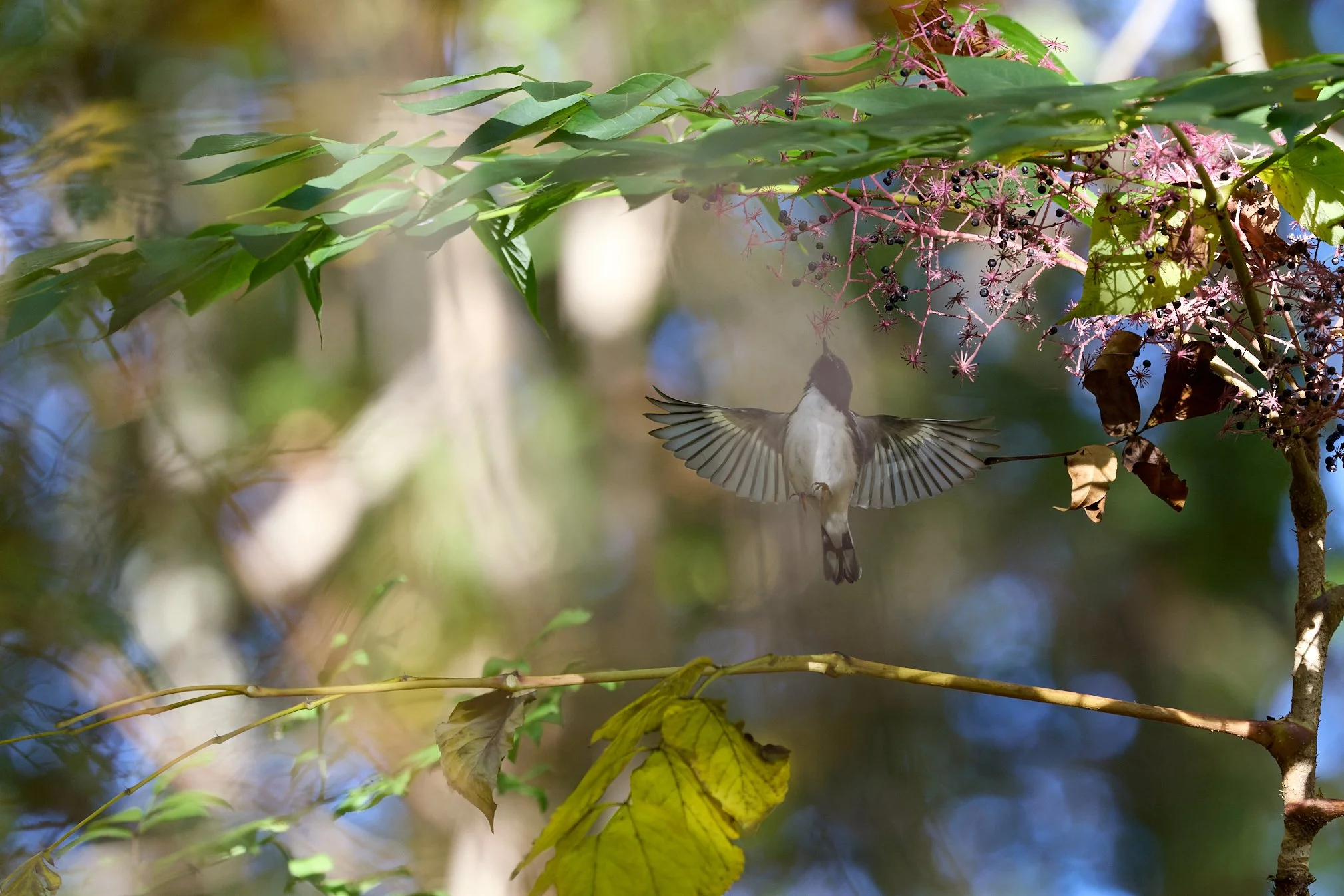 black-throated blue warbler swan lake Rockefeller state park New York