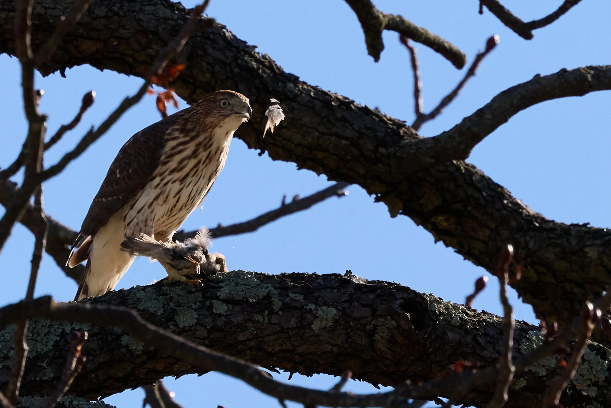 juvenile coopers hawk eating songbird yonkers new york