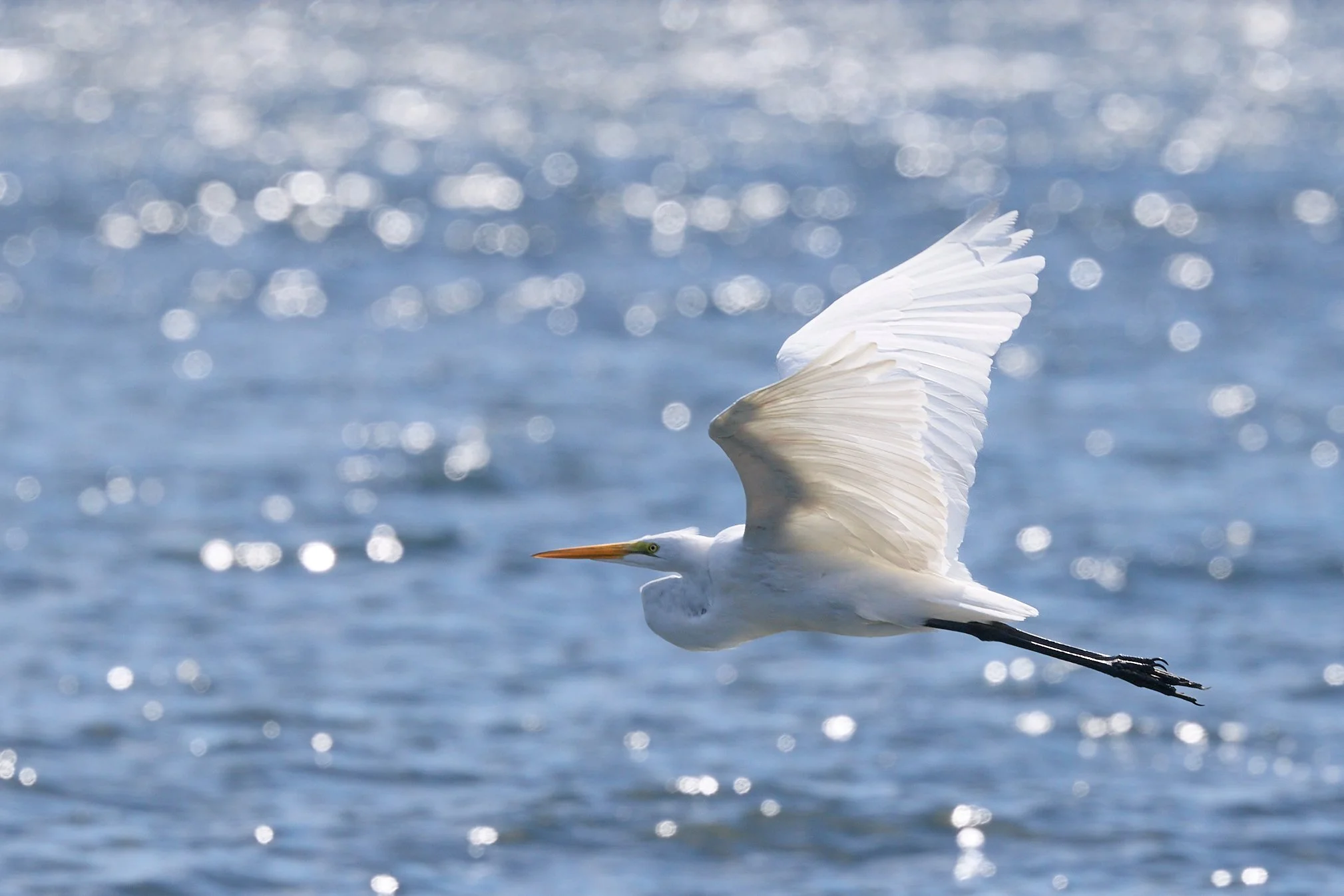 great egret Edith read rye new york