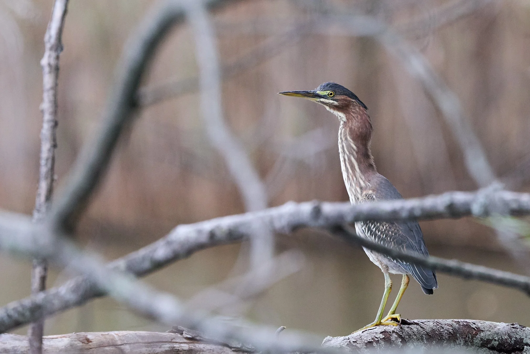green heron Edith read rye New York