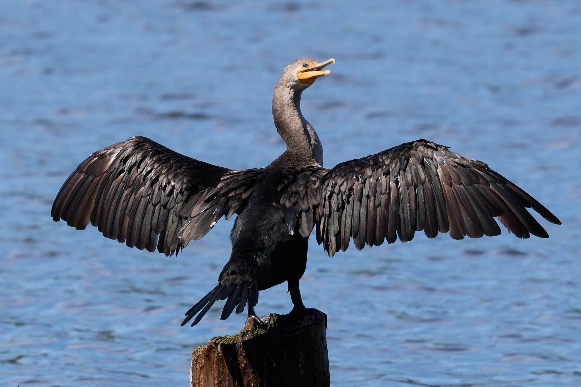 cormorant Edith read rye new york